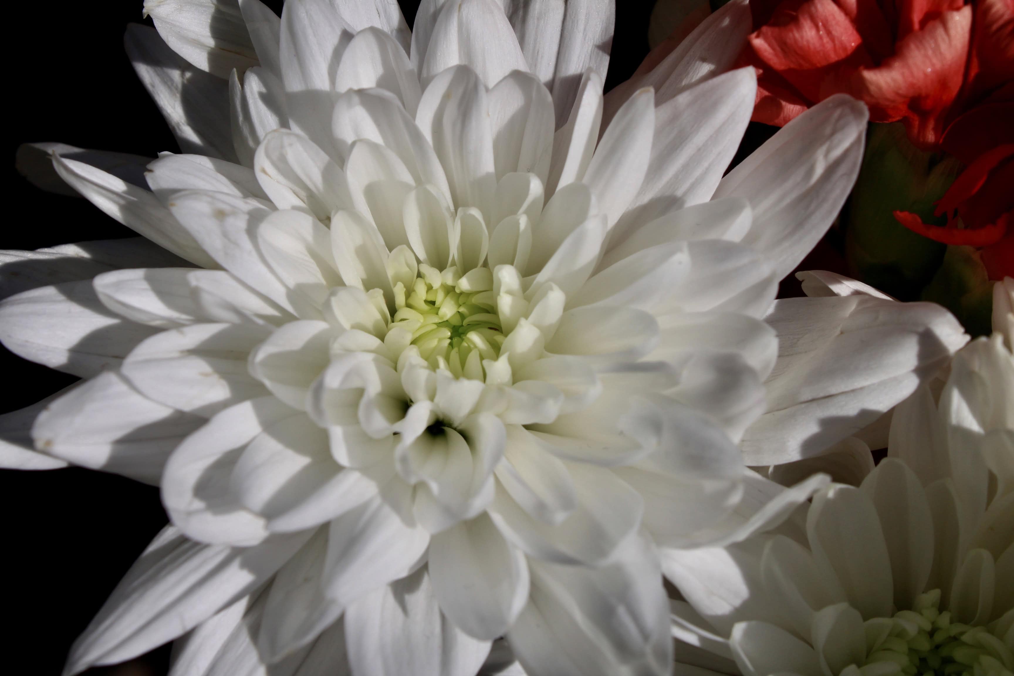 White chrysanthemum