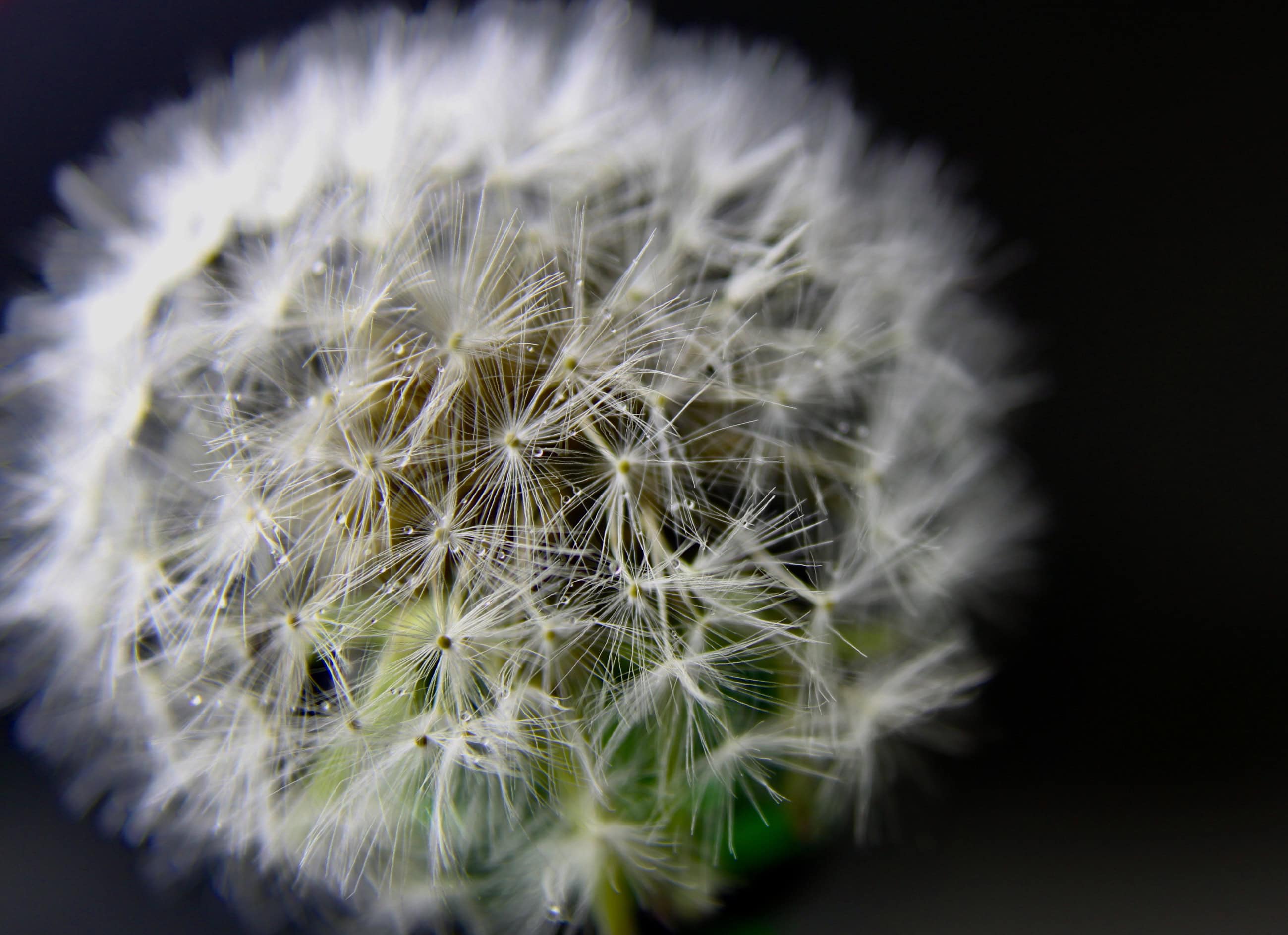 Wishes are Dreams — OWS