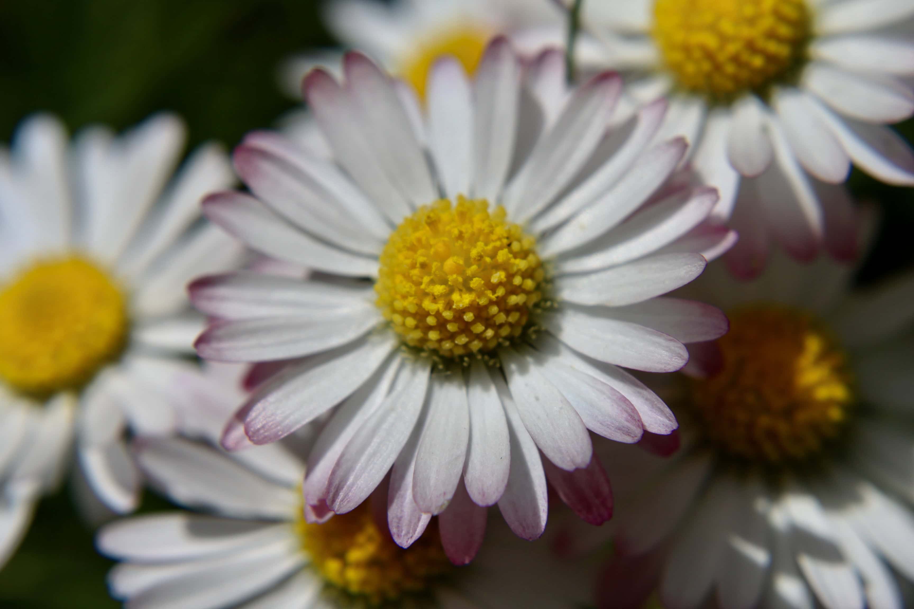 Daisies — FOTD May 24