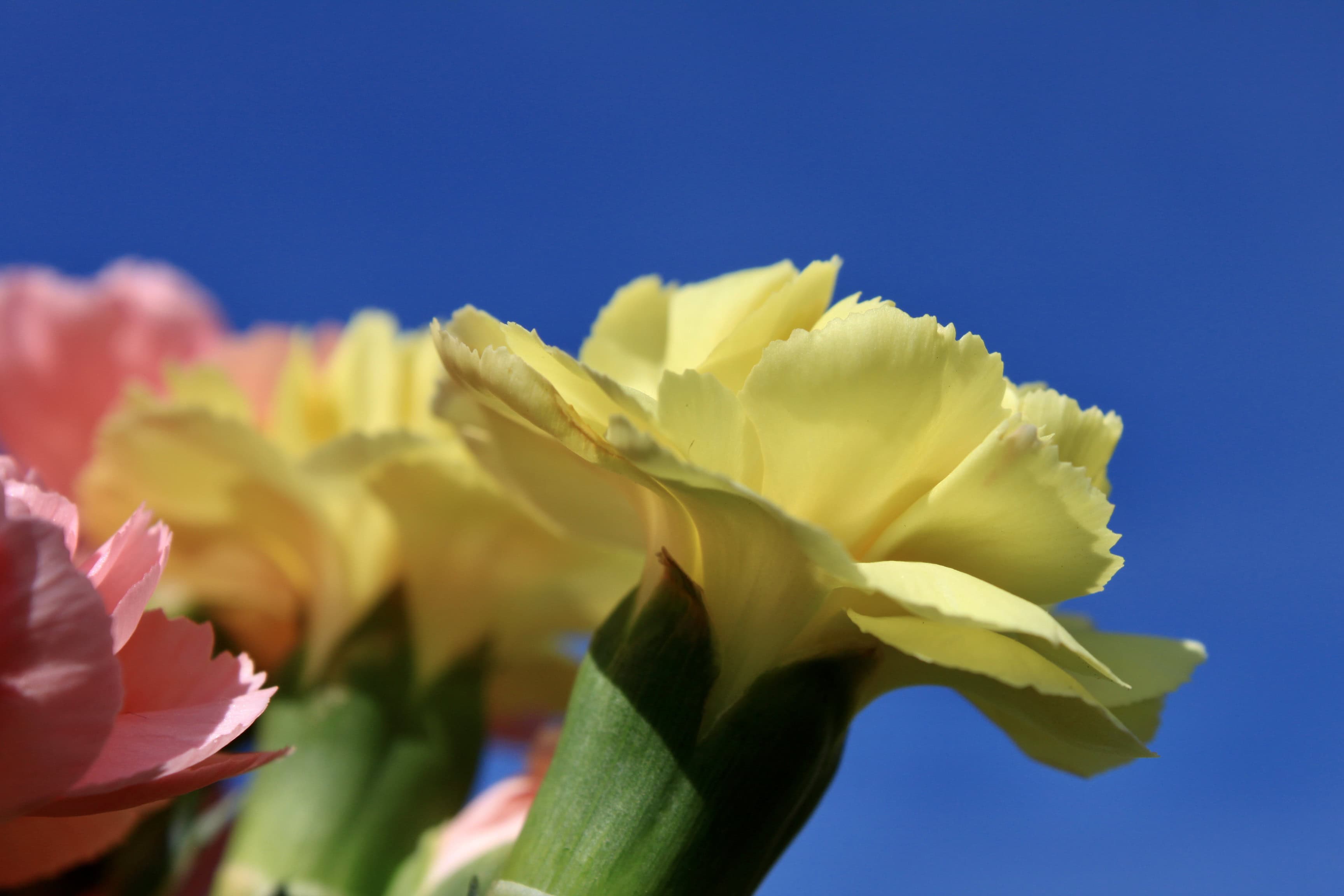 Bright yellow carnation