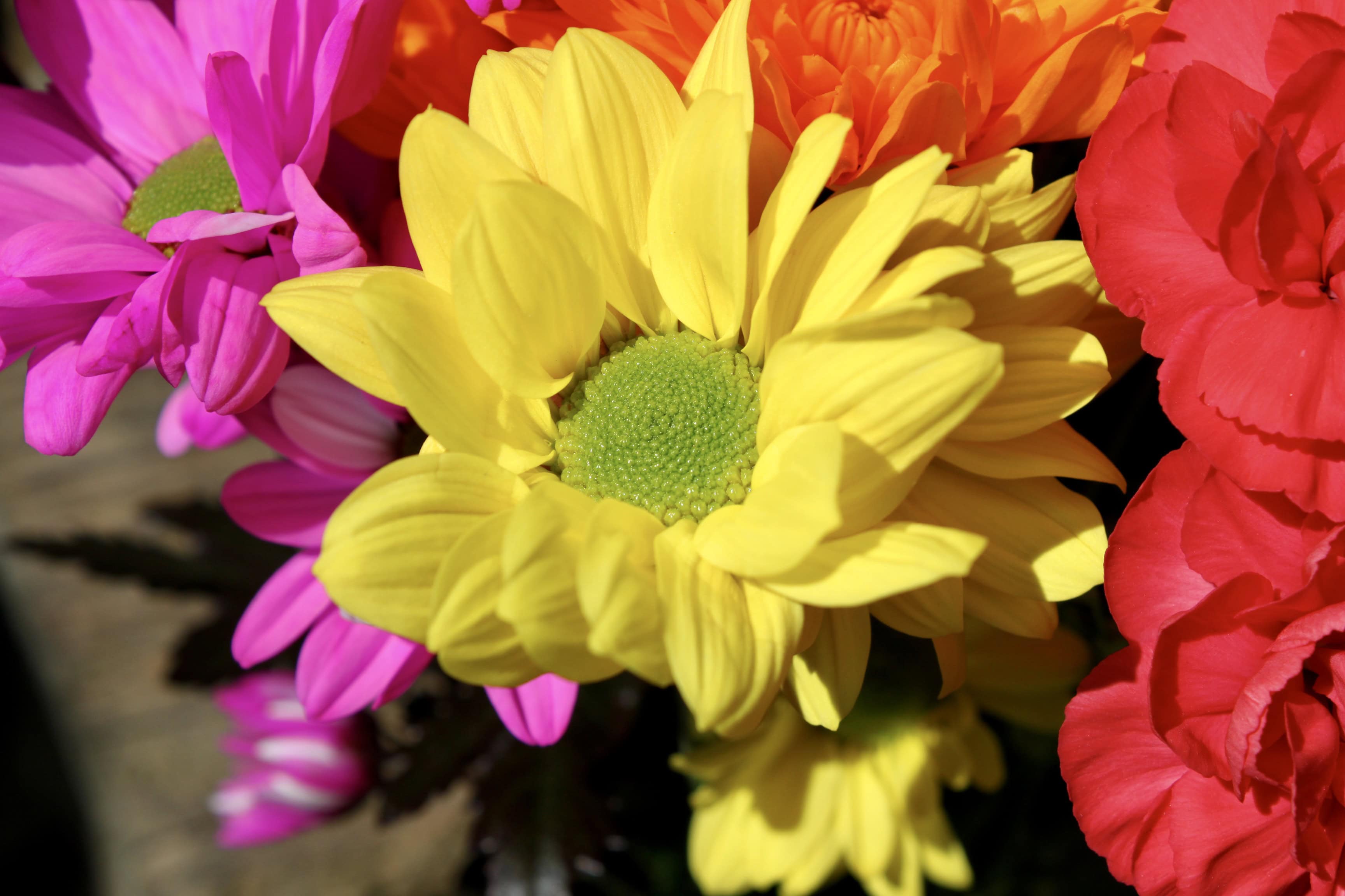 Yellow daisy