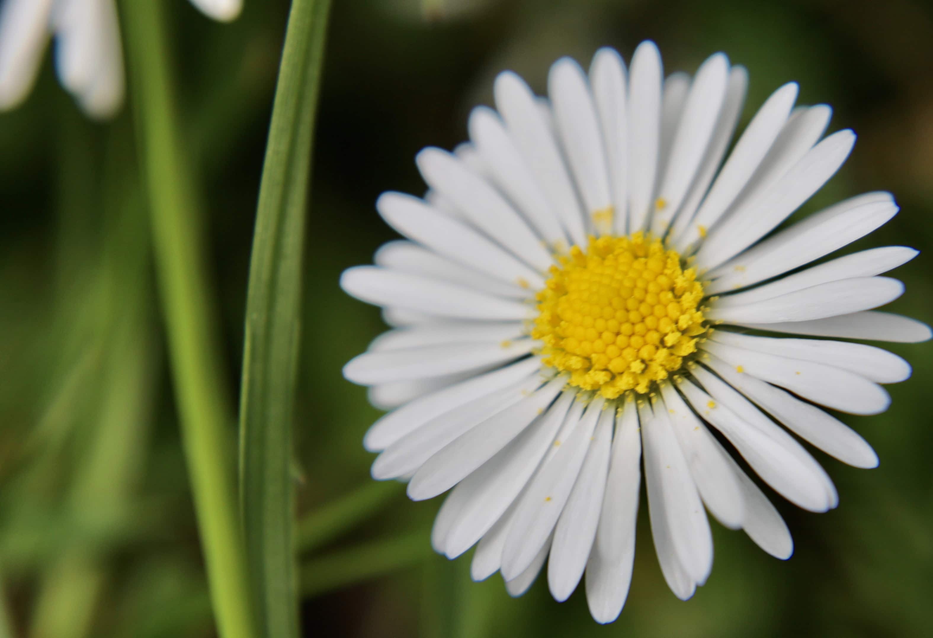 Daisy