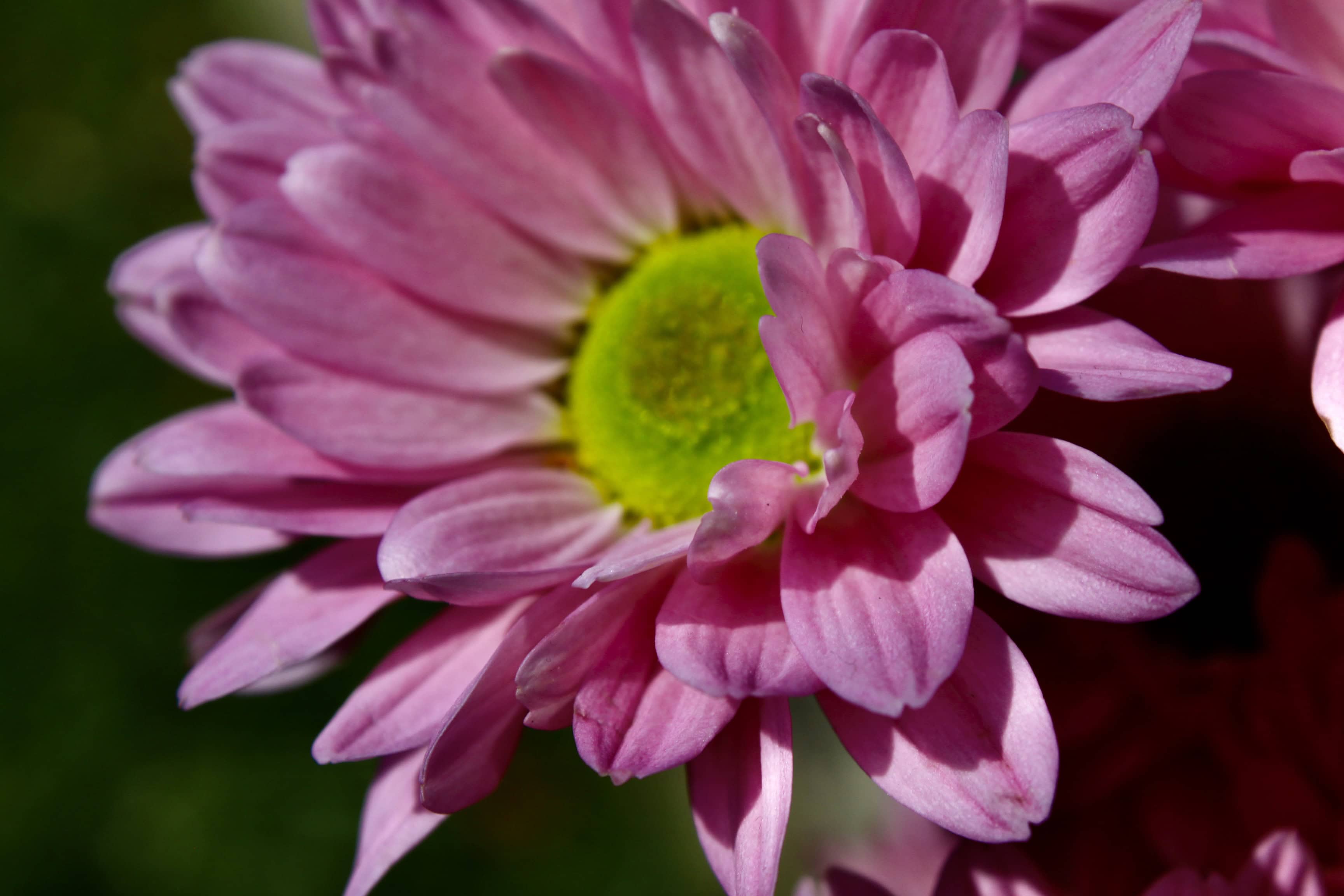 Pink Daisy