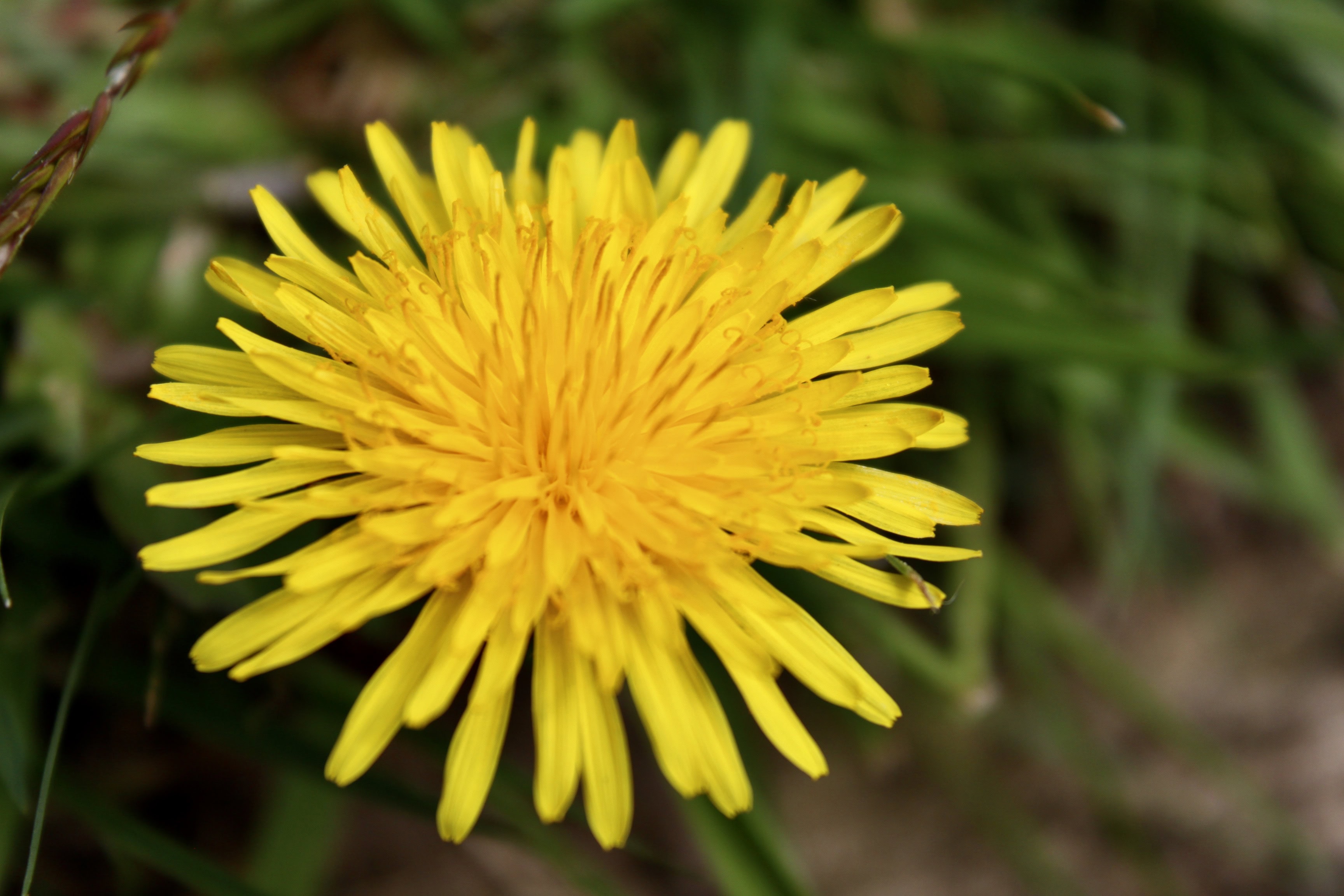 Dandelion