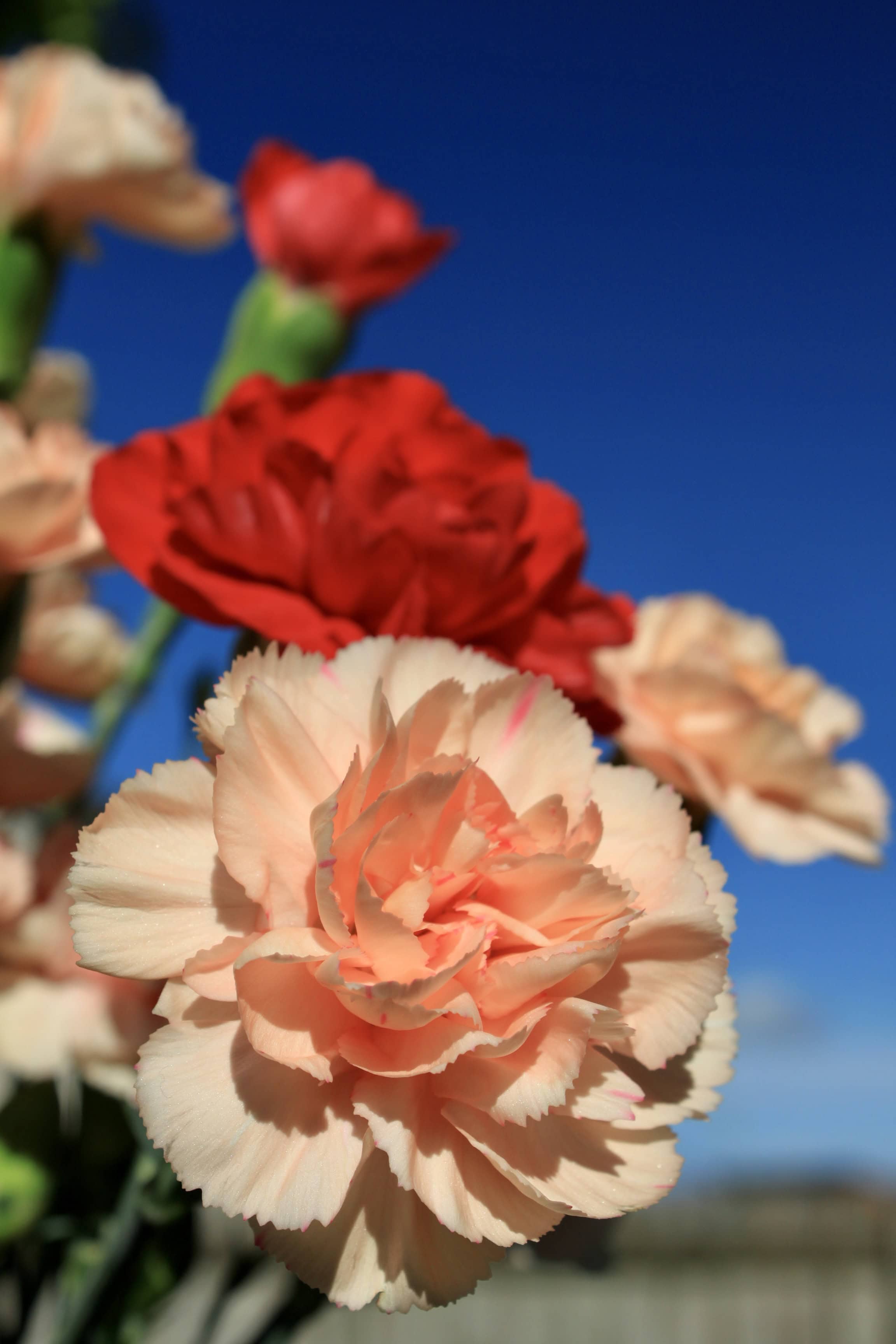 Peach and Red Carnations — FF #19