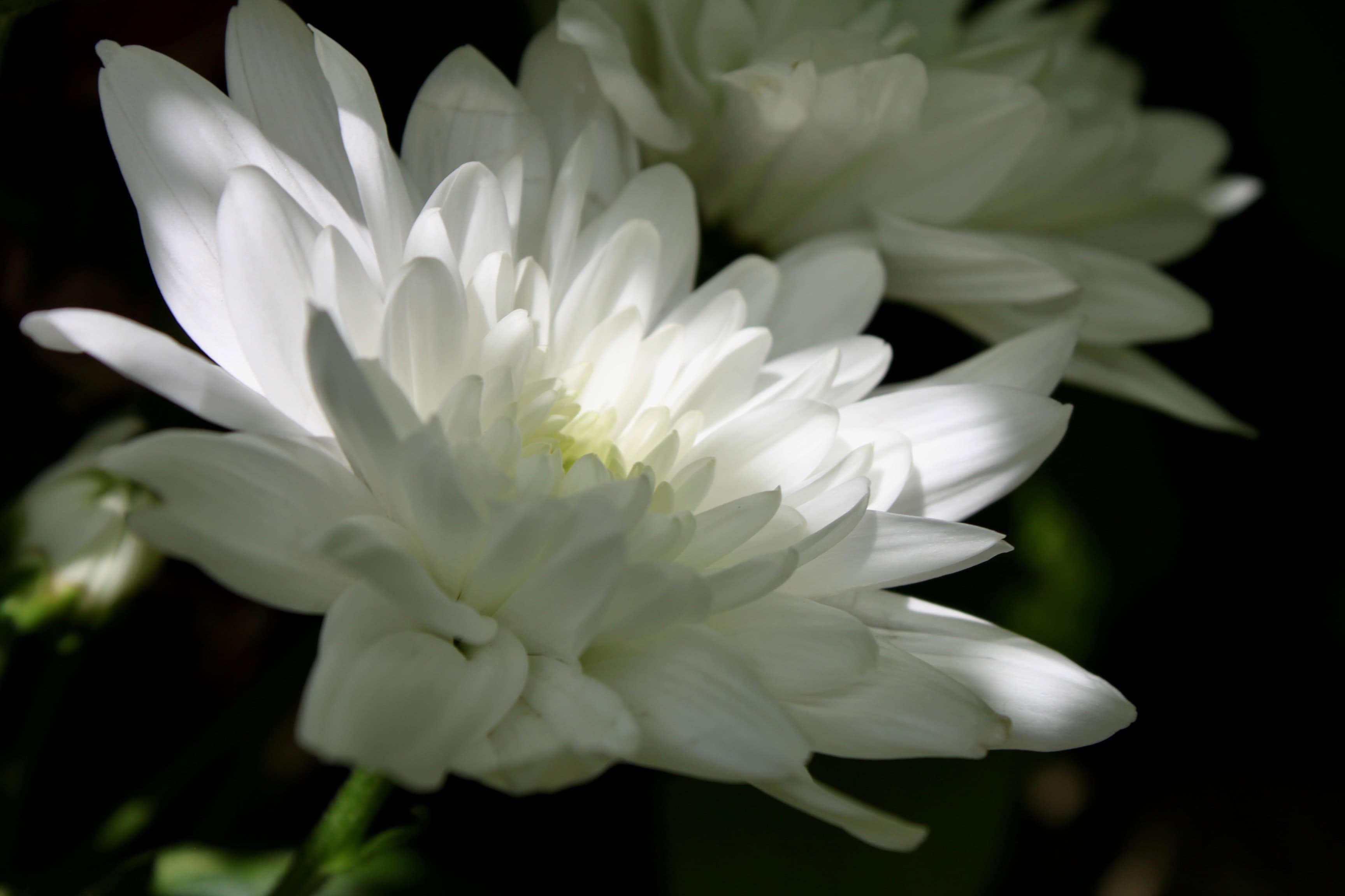 White chrysanthemums