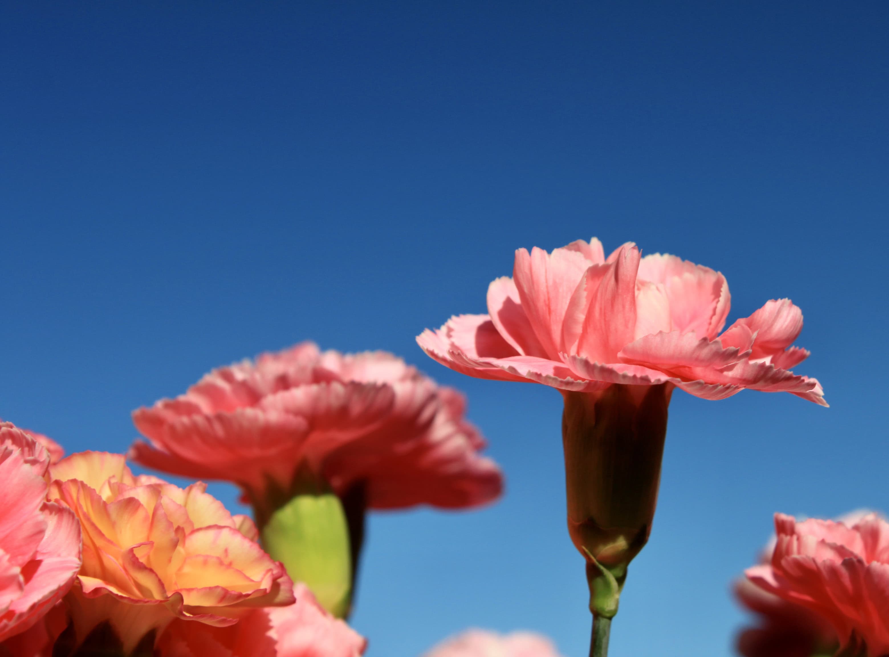 Pink Carnations