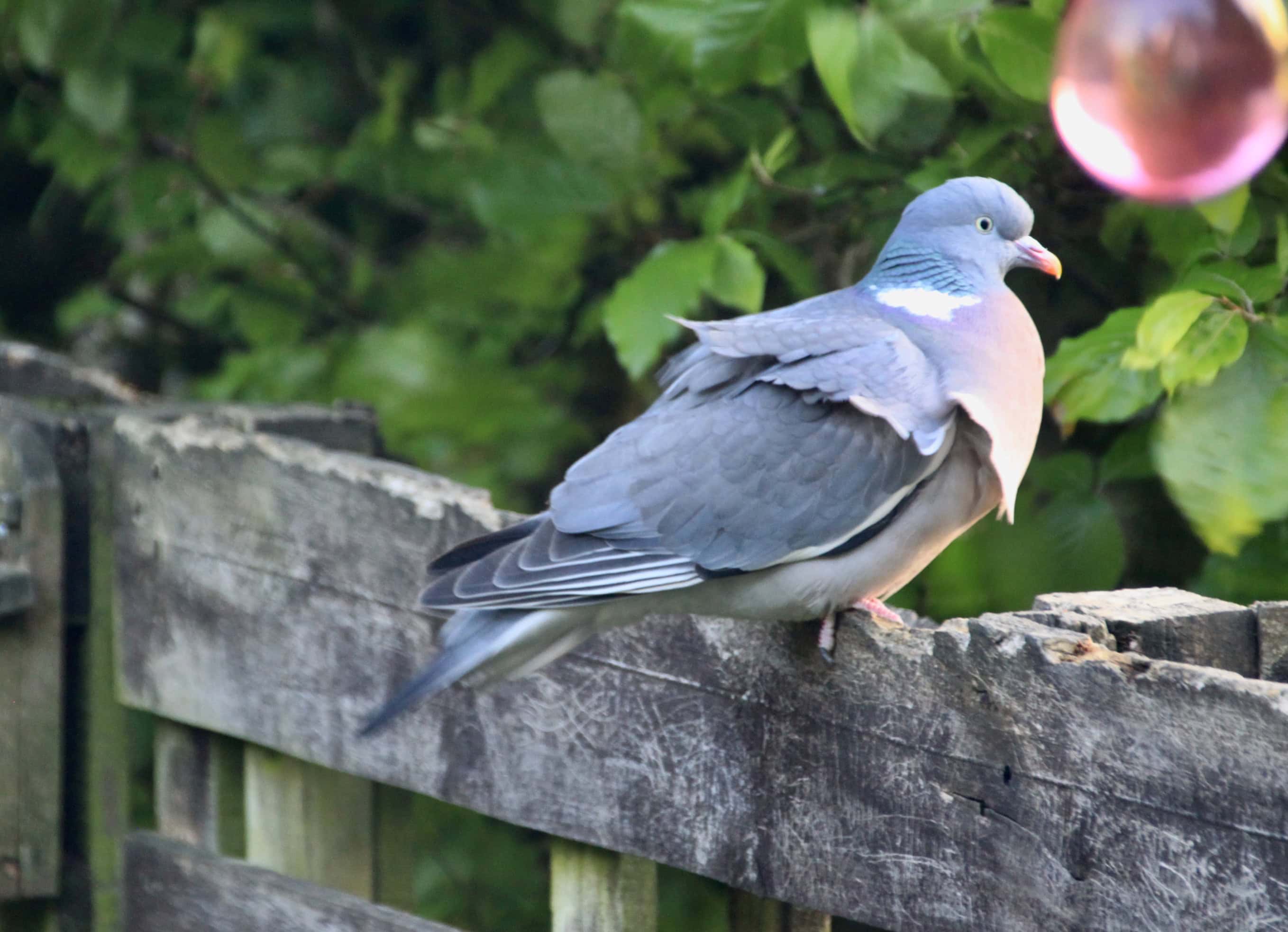 Ruffled Feathers
