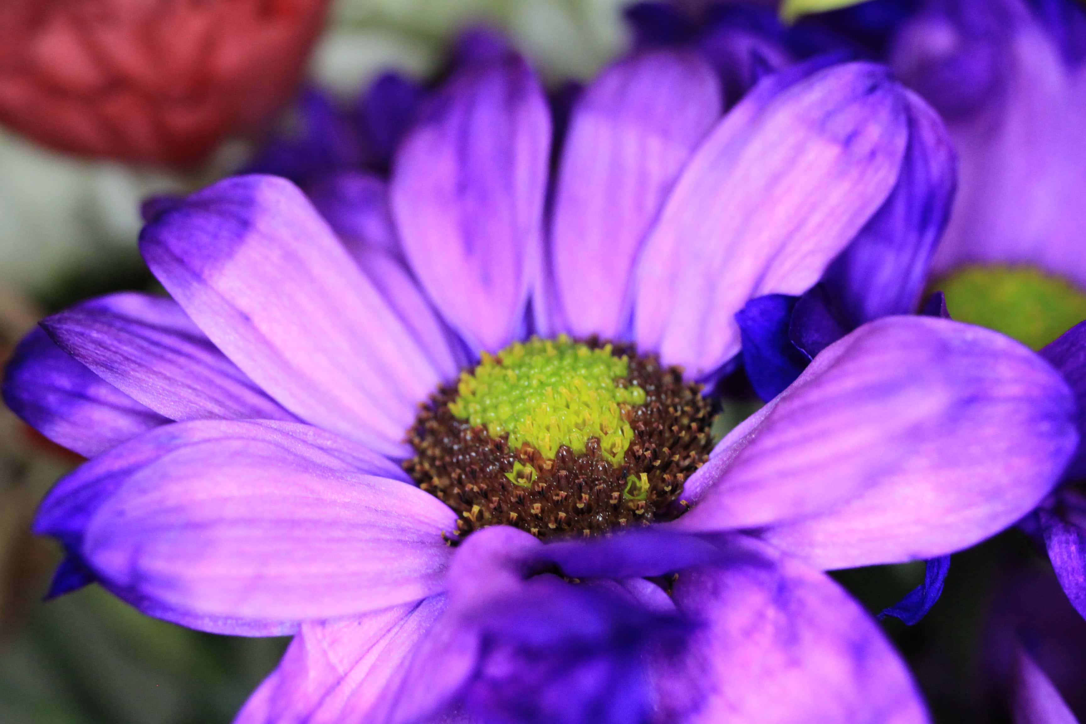 Dyed chrysanths