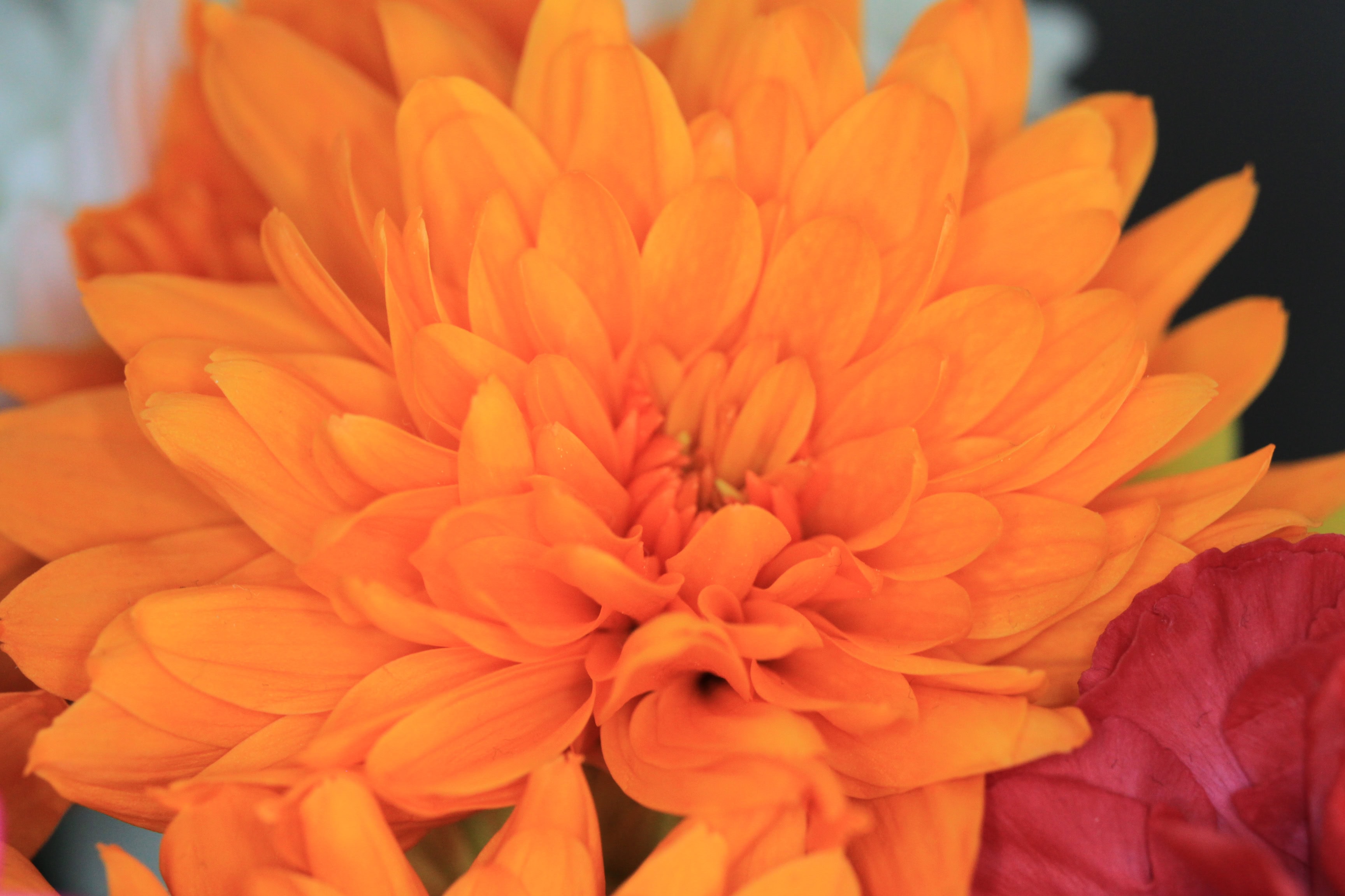 Dyed chrysanths