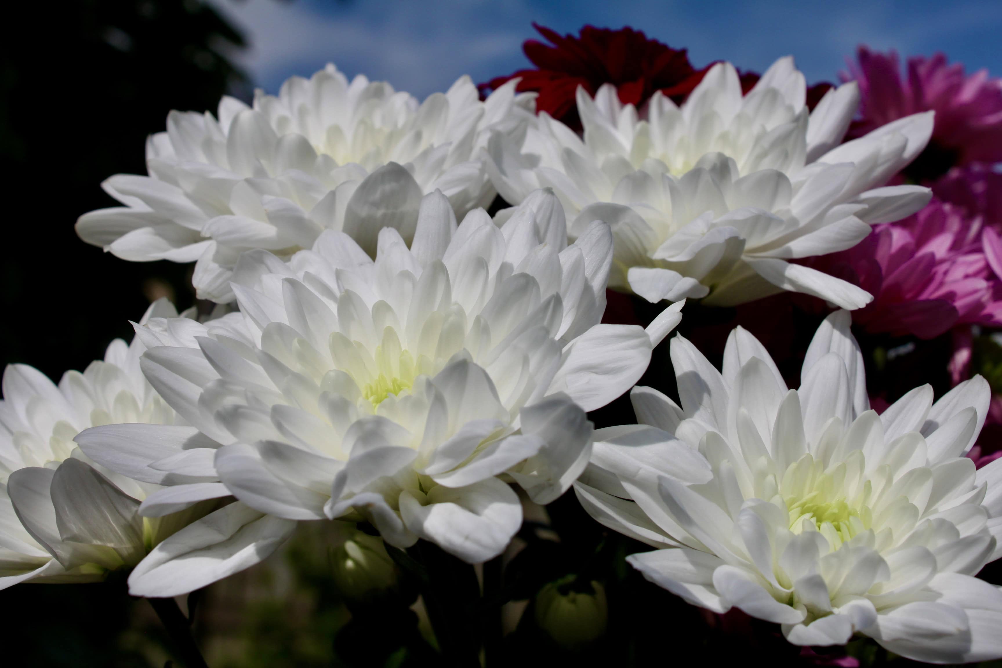 White Chrysanthemums — FOTD May 23