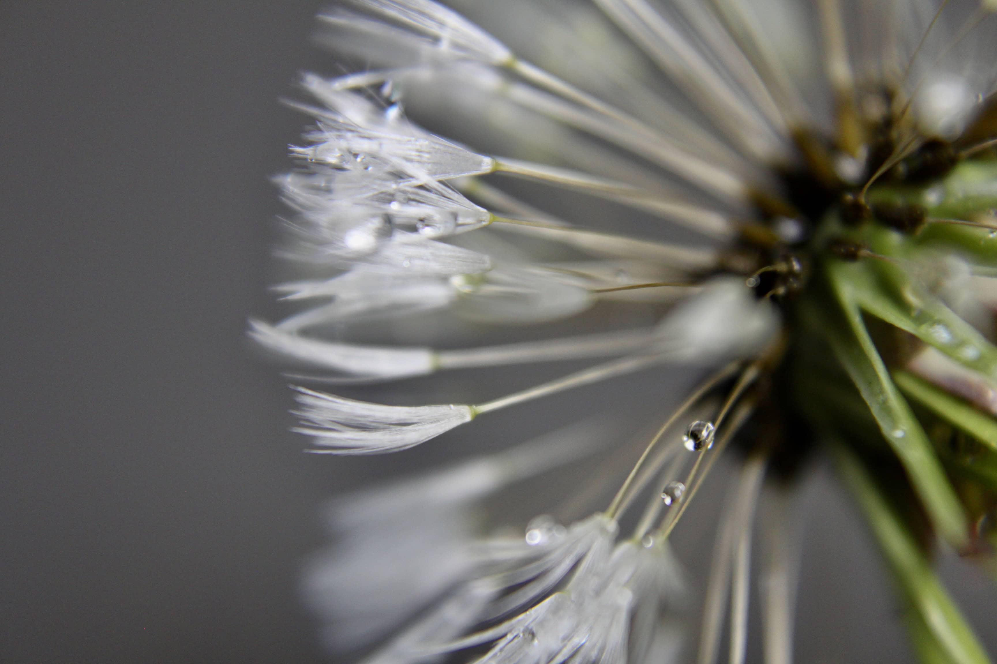 Water droplets on a wish
