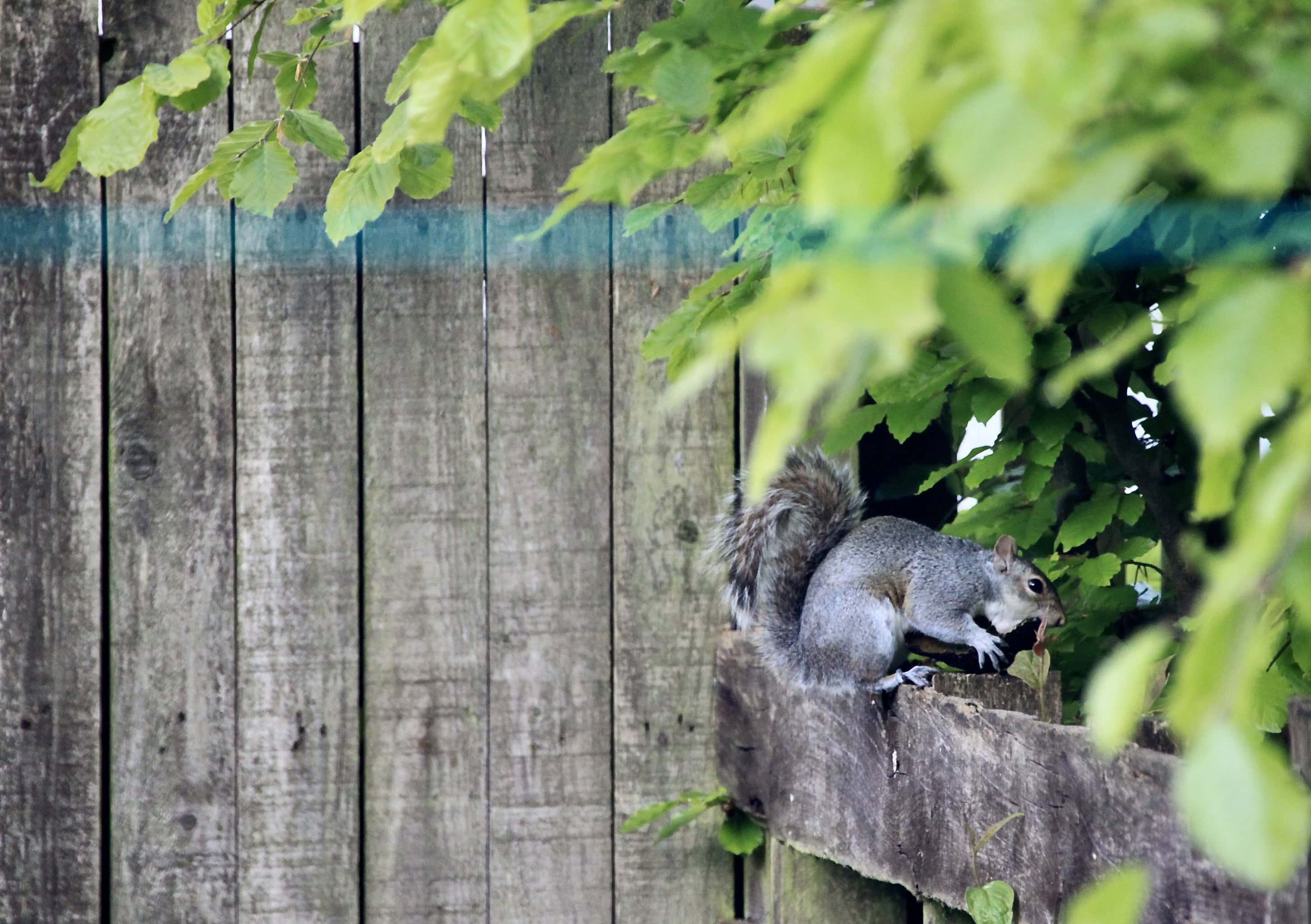 Squirrel eating avacado