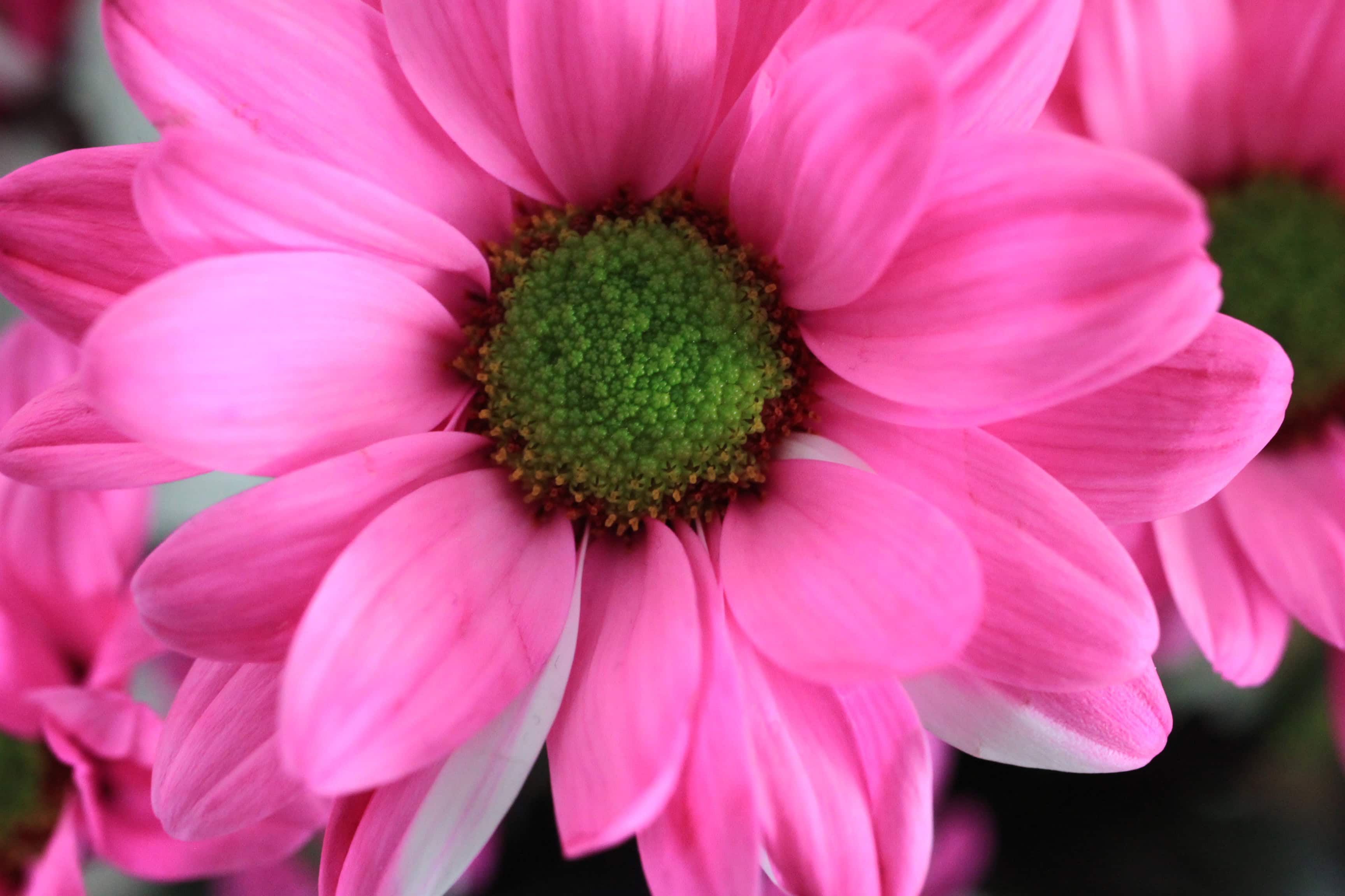 Dyed chrysanths