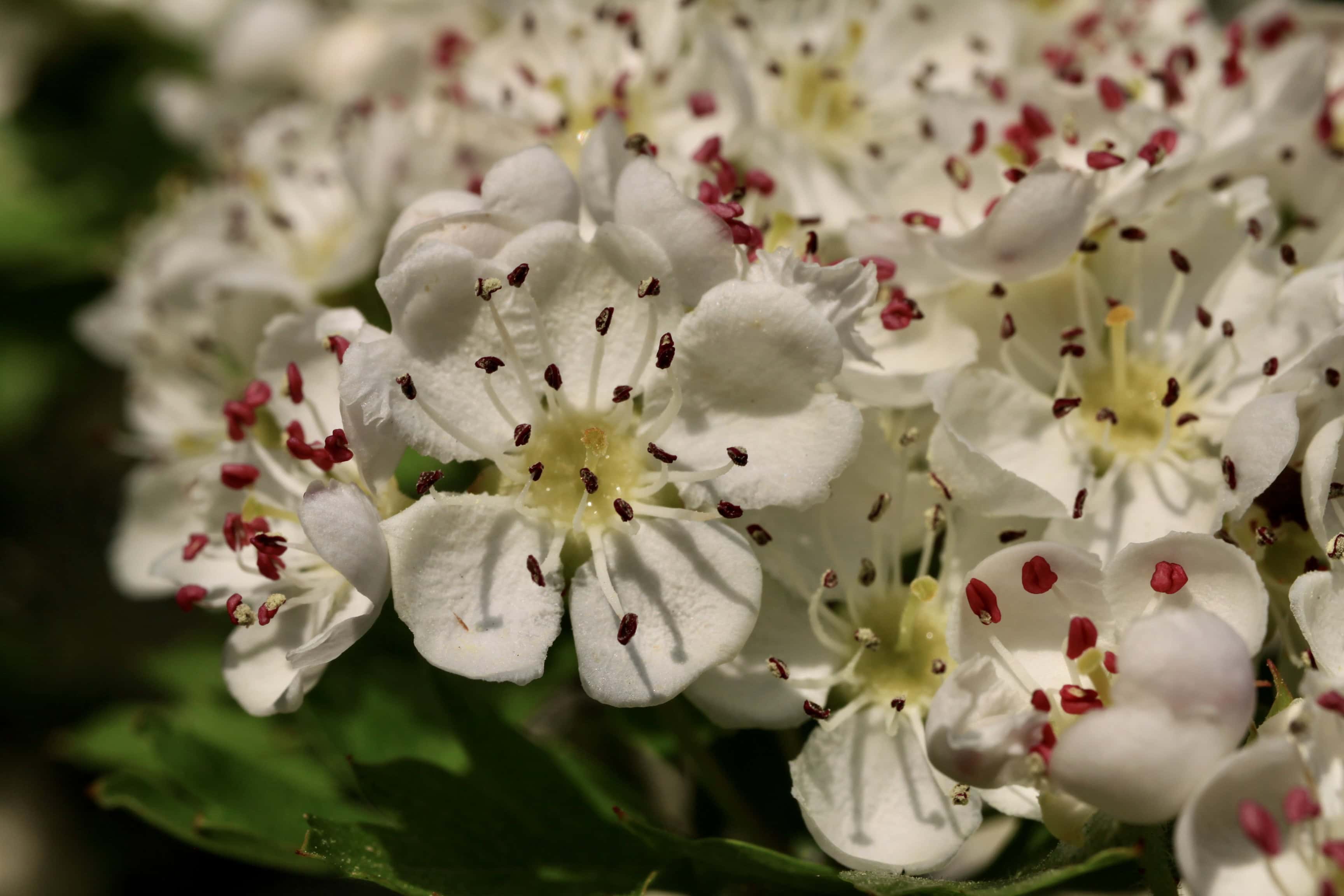 Hawthorn blossoms