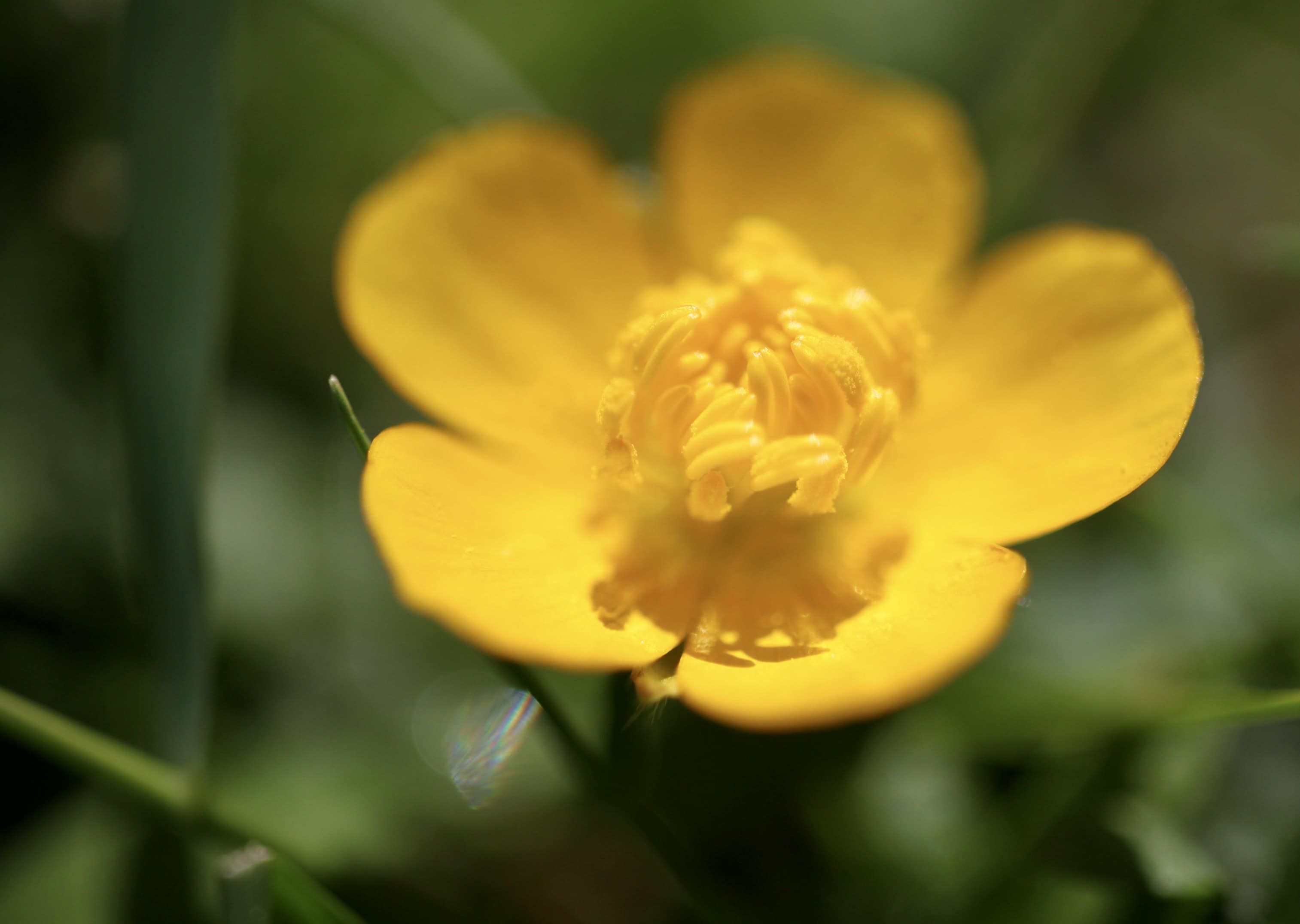 Buttercup