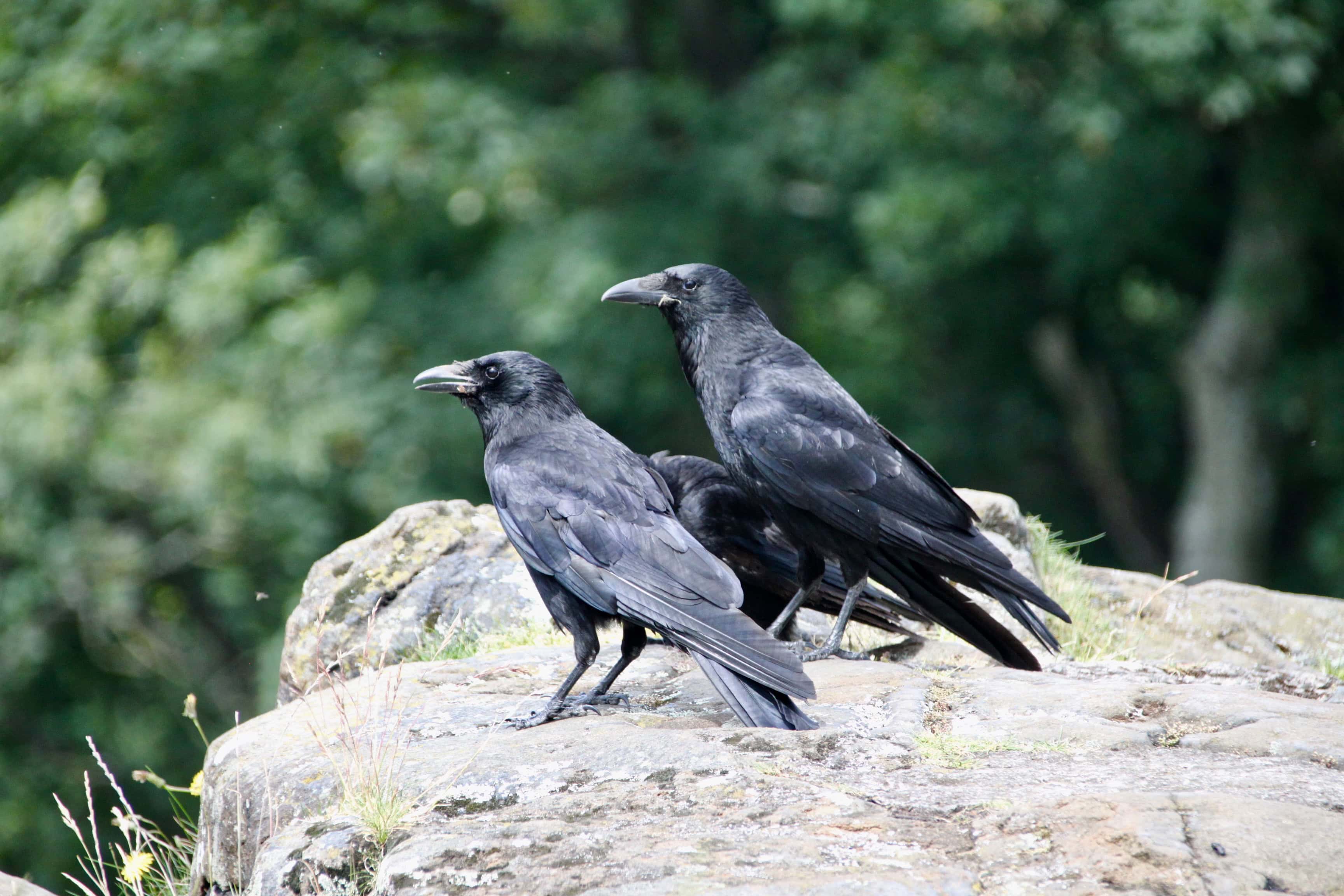 Ravens at Stirling Castle