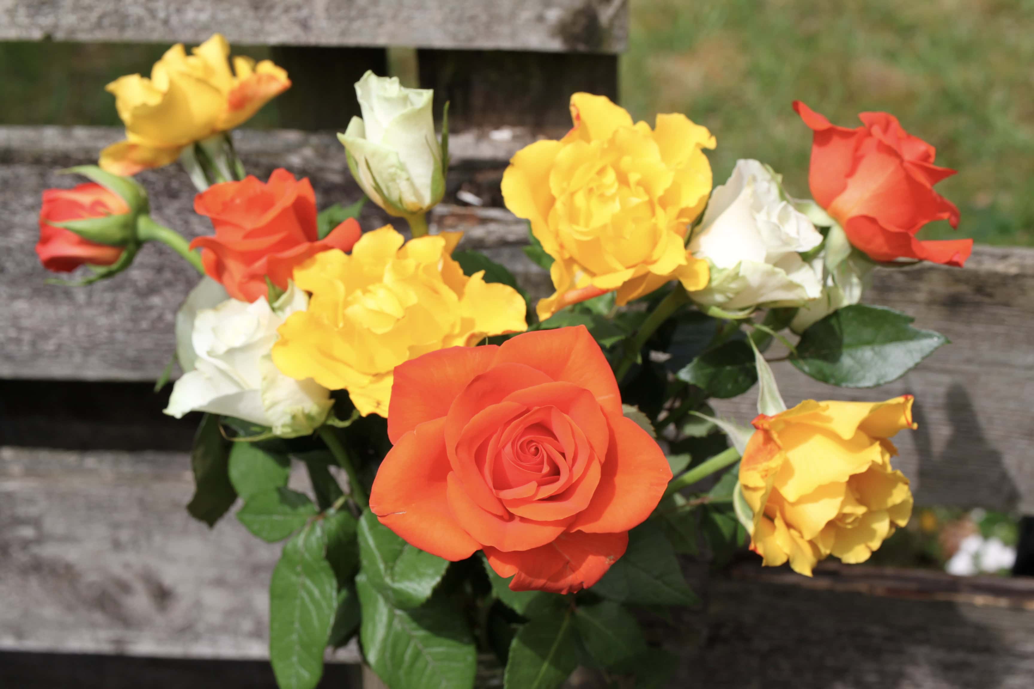 Roses