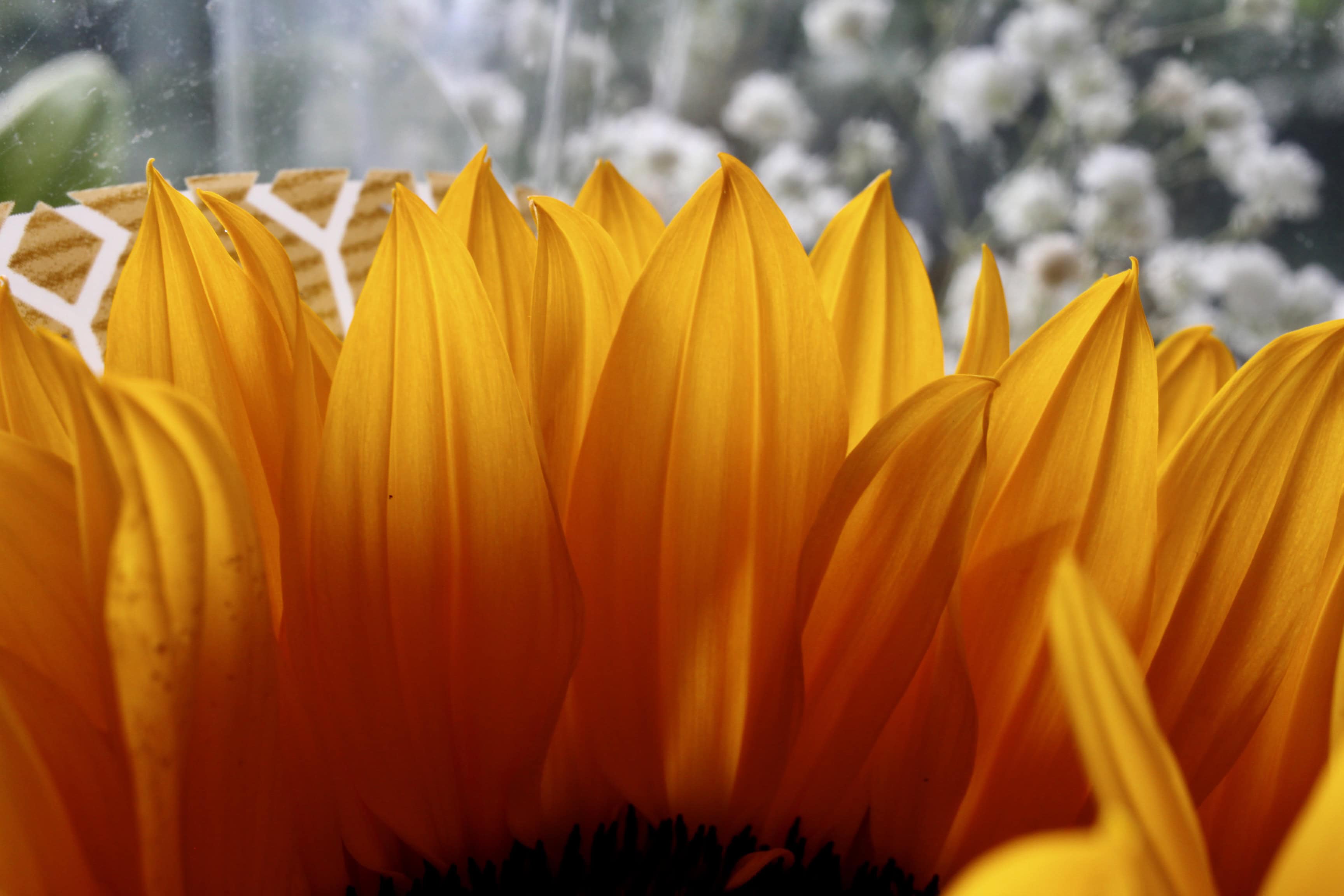 Sunflower petals