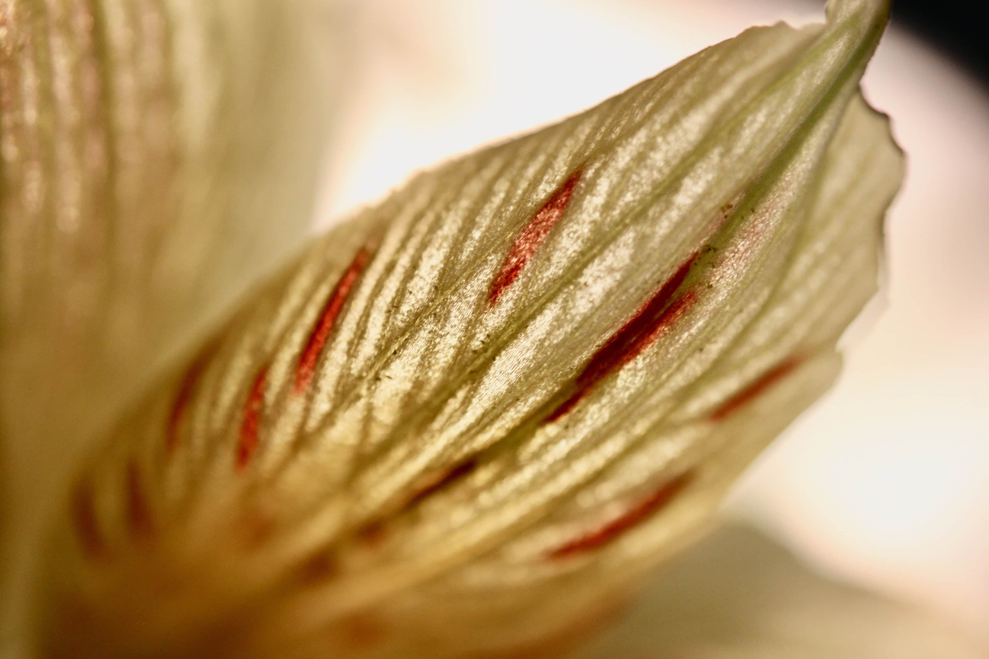 Alstroemeria petal