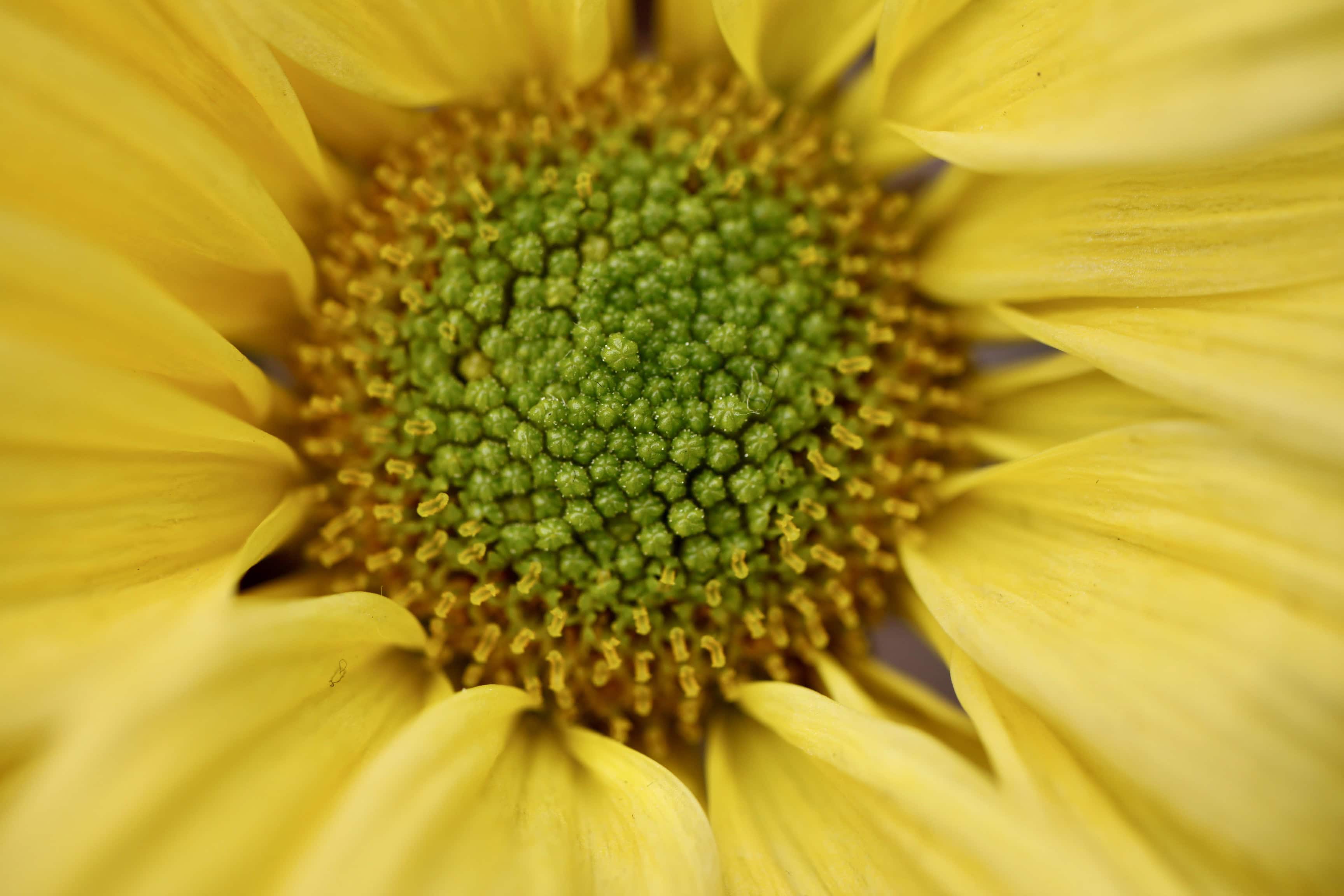 New Macro Lens — Fan Of #71