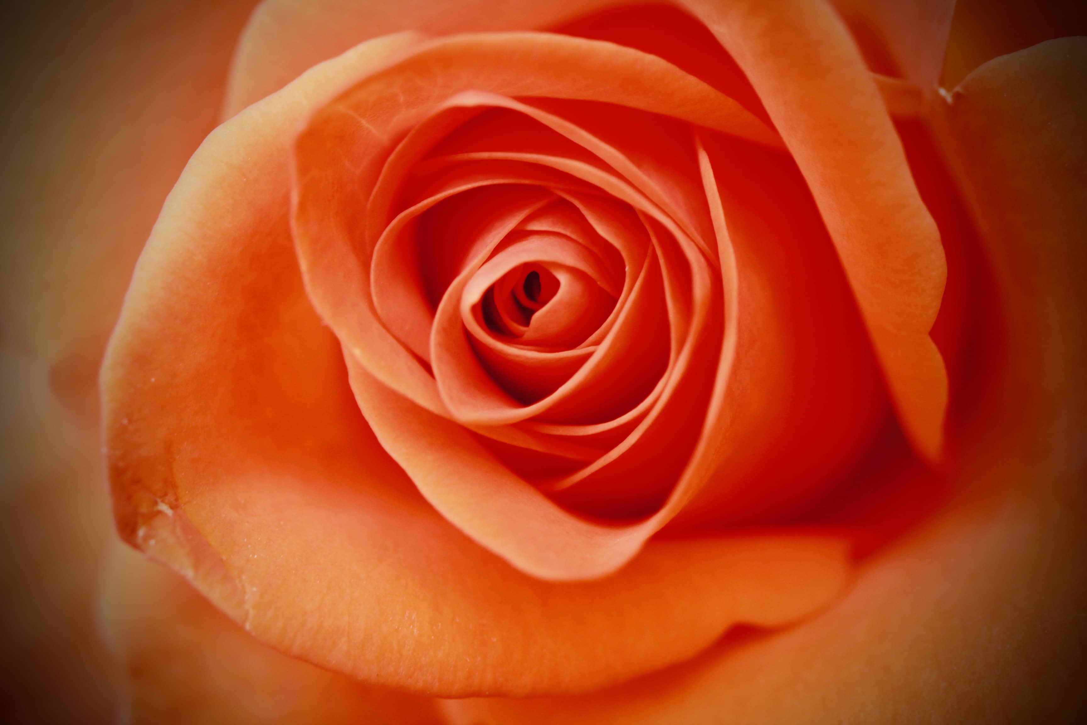 Red rose close-up