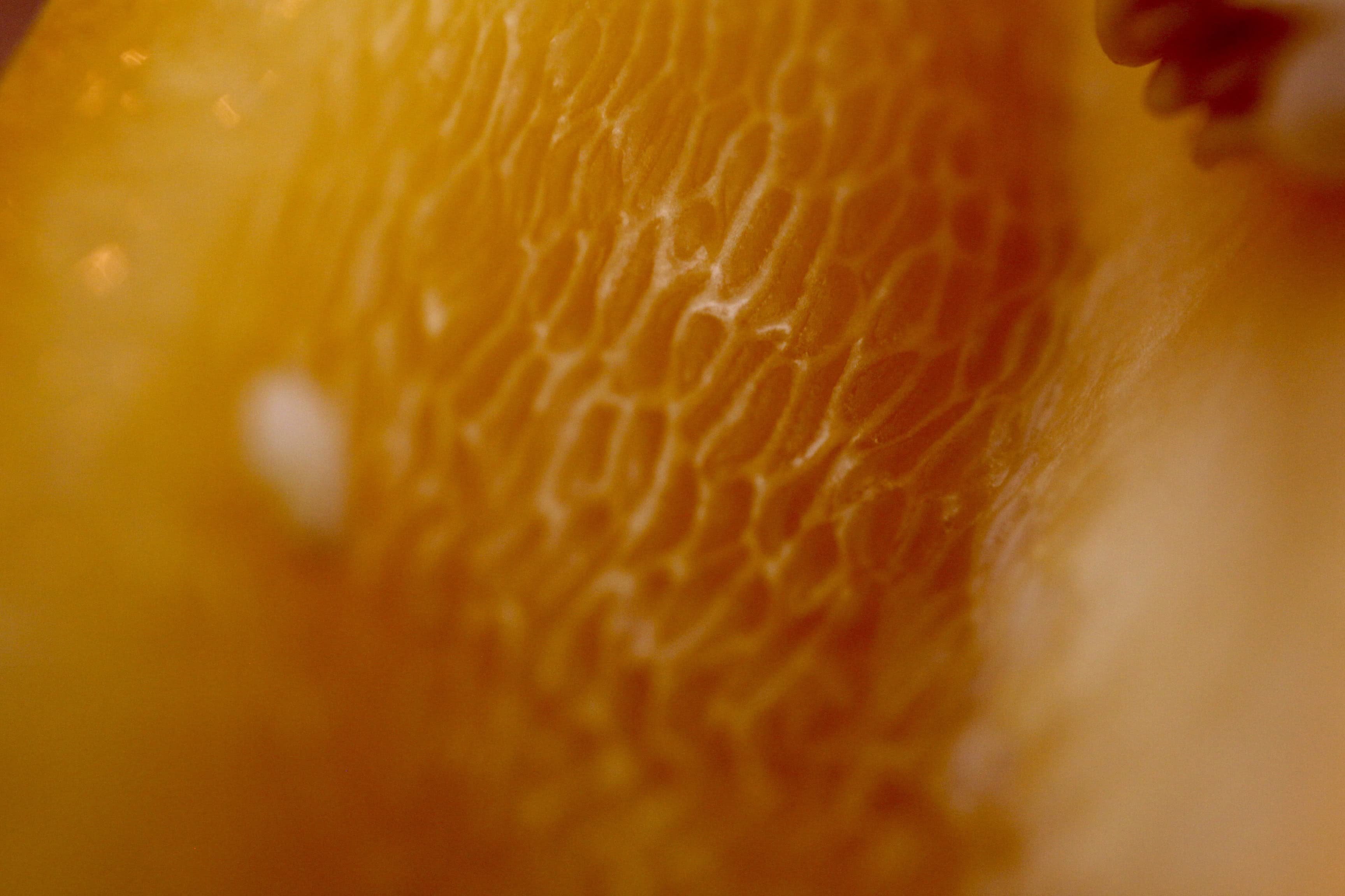 Inner wall of a pepper