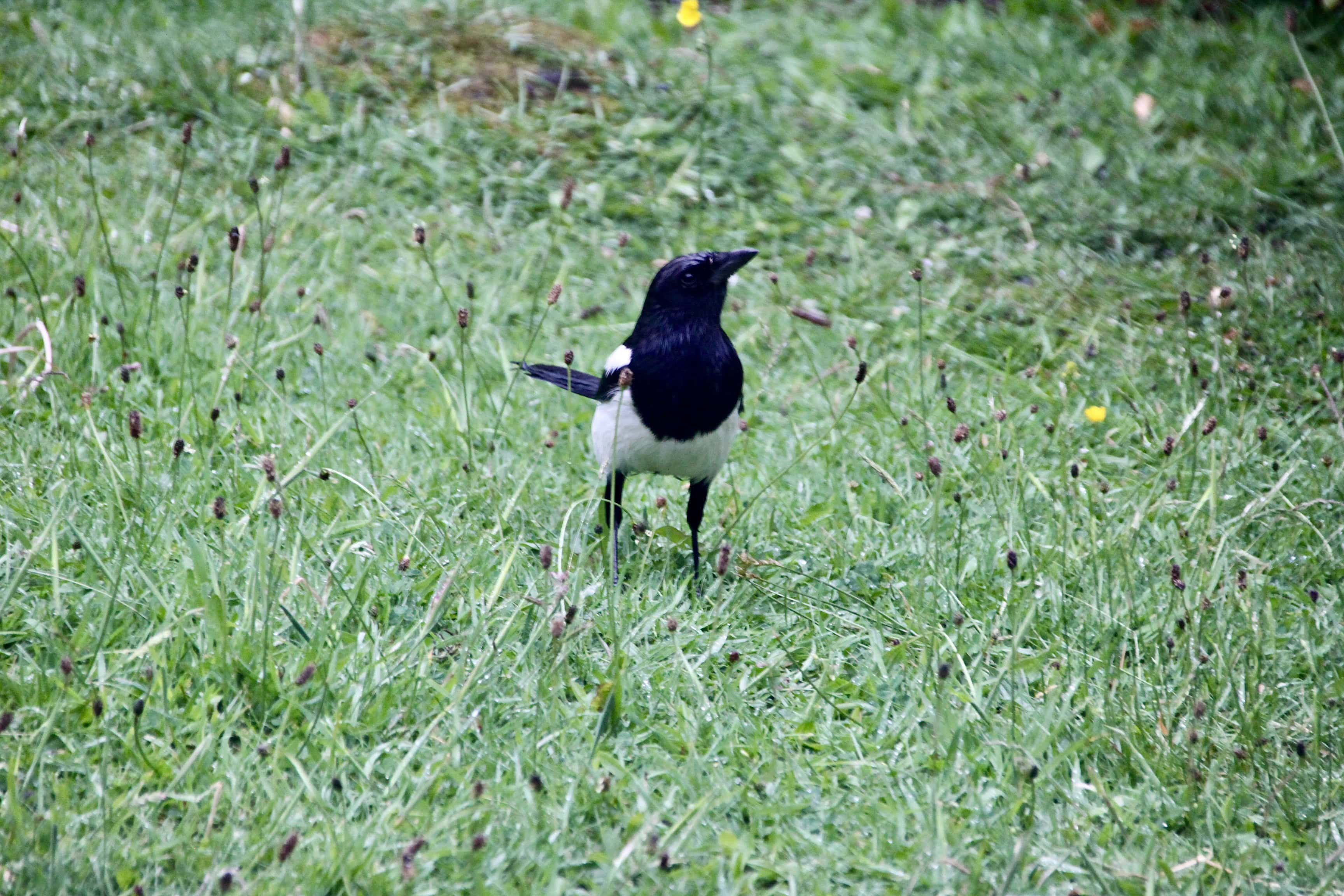 Magpie