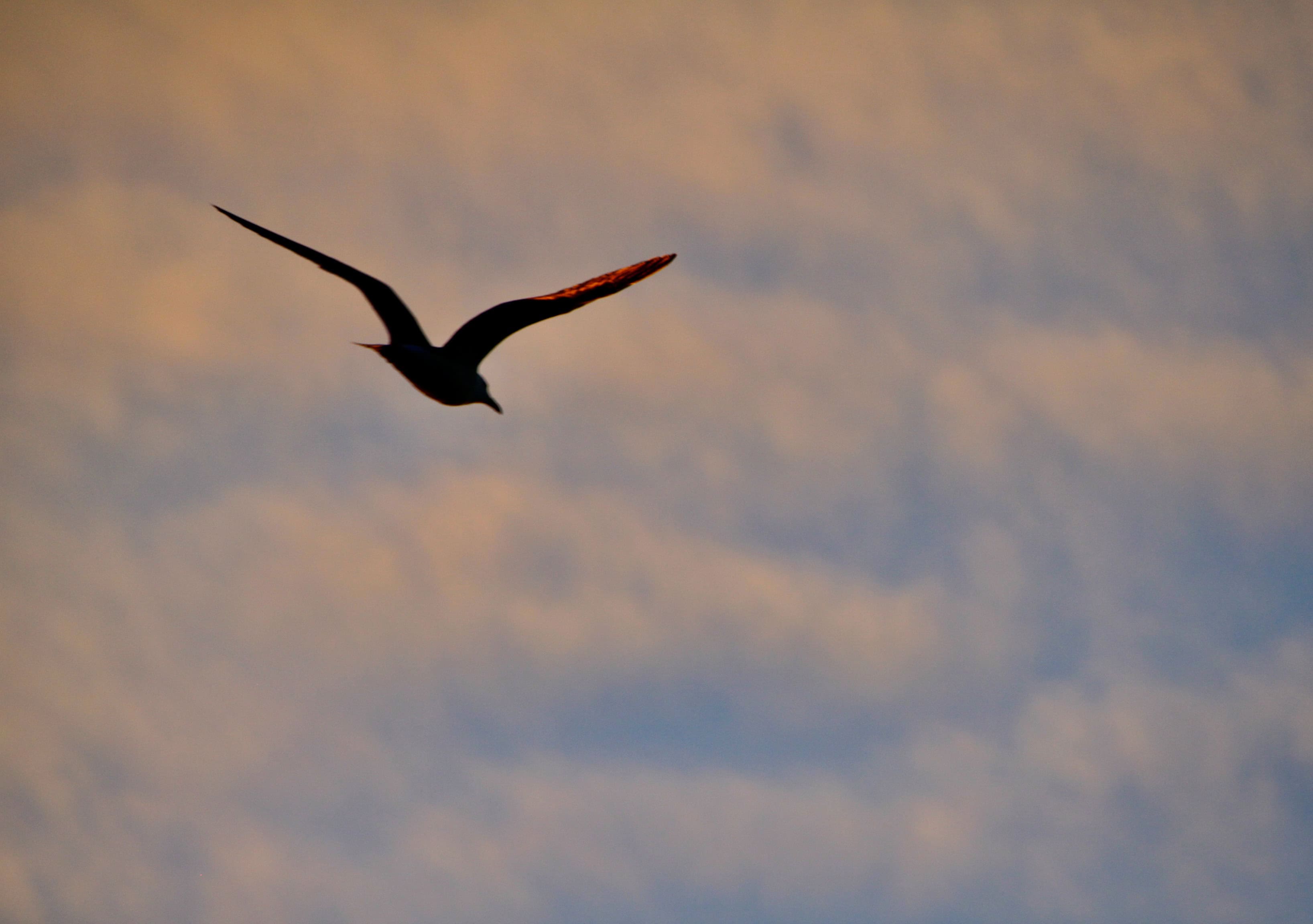 Seagull at dusk