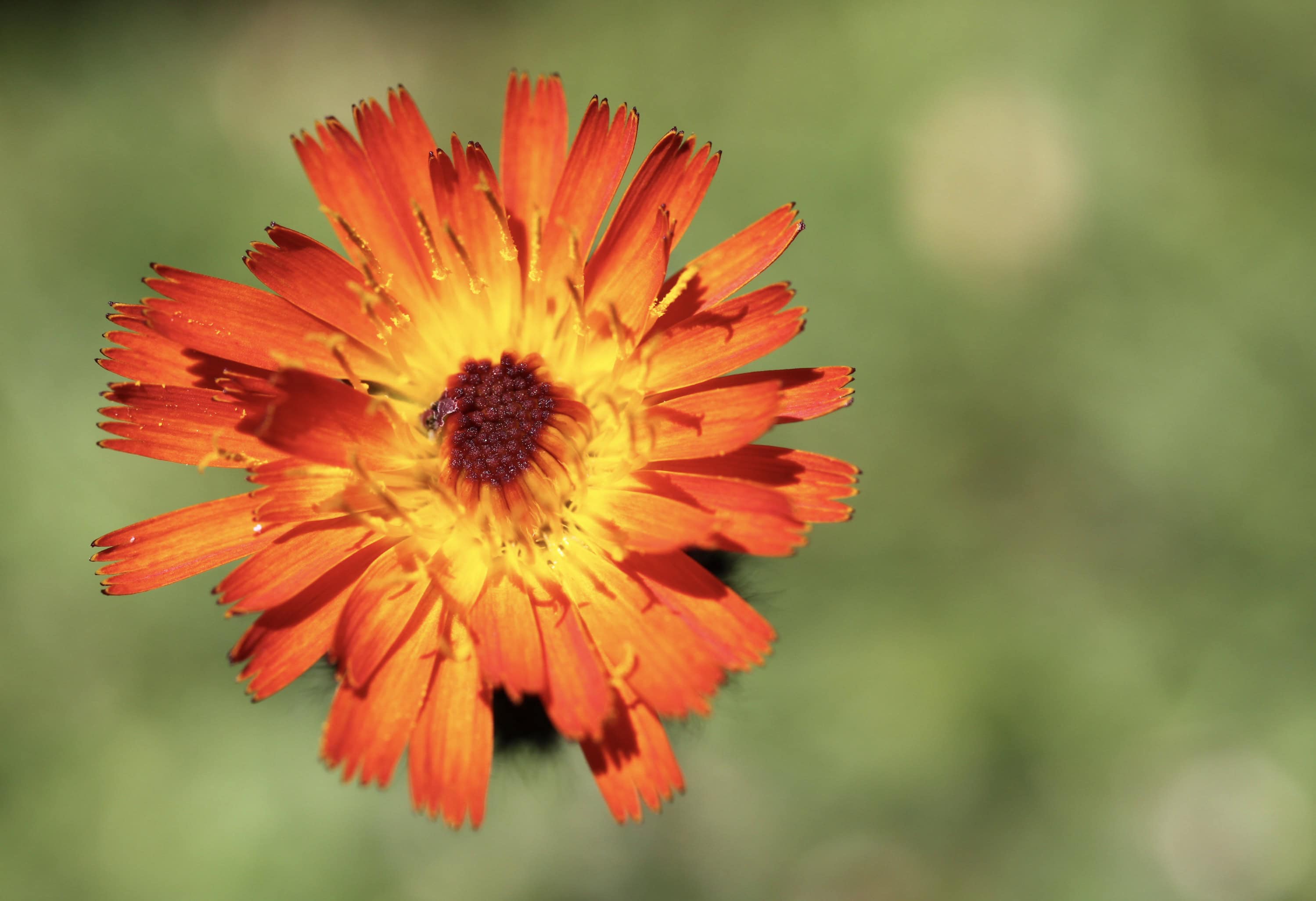 Orange hawkweed