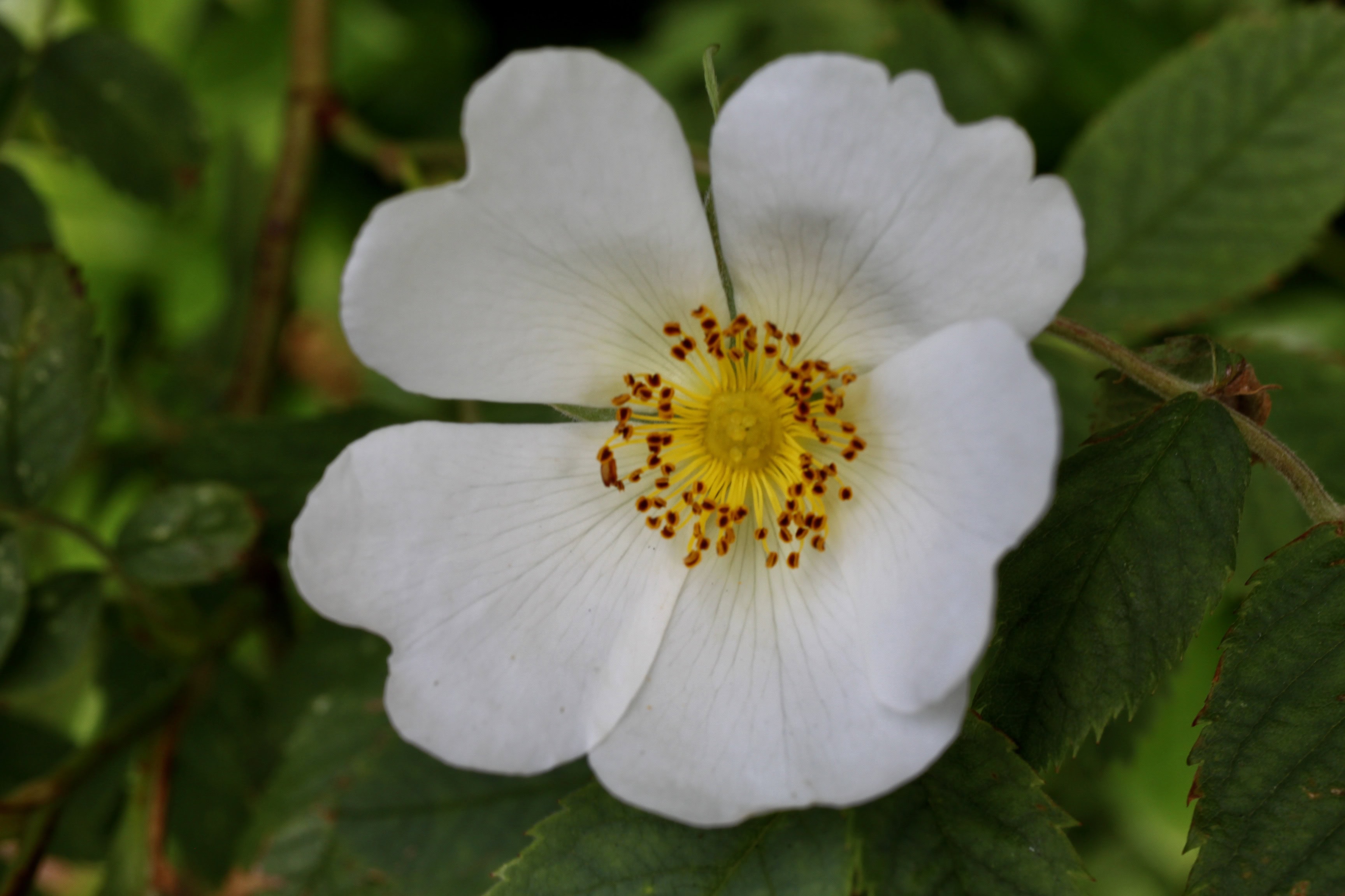 Wild white rose