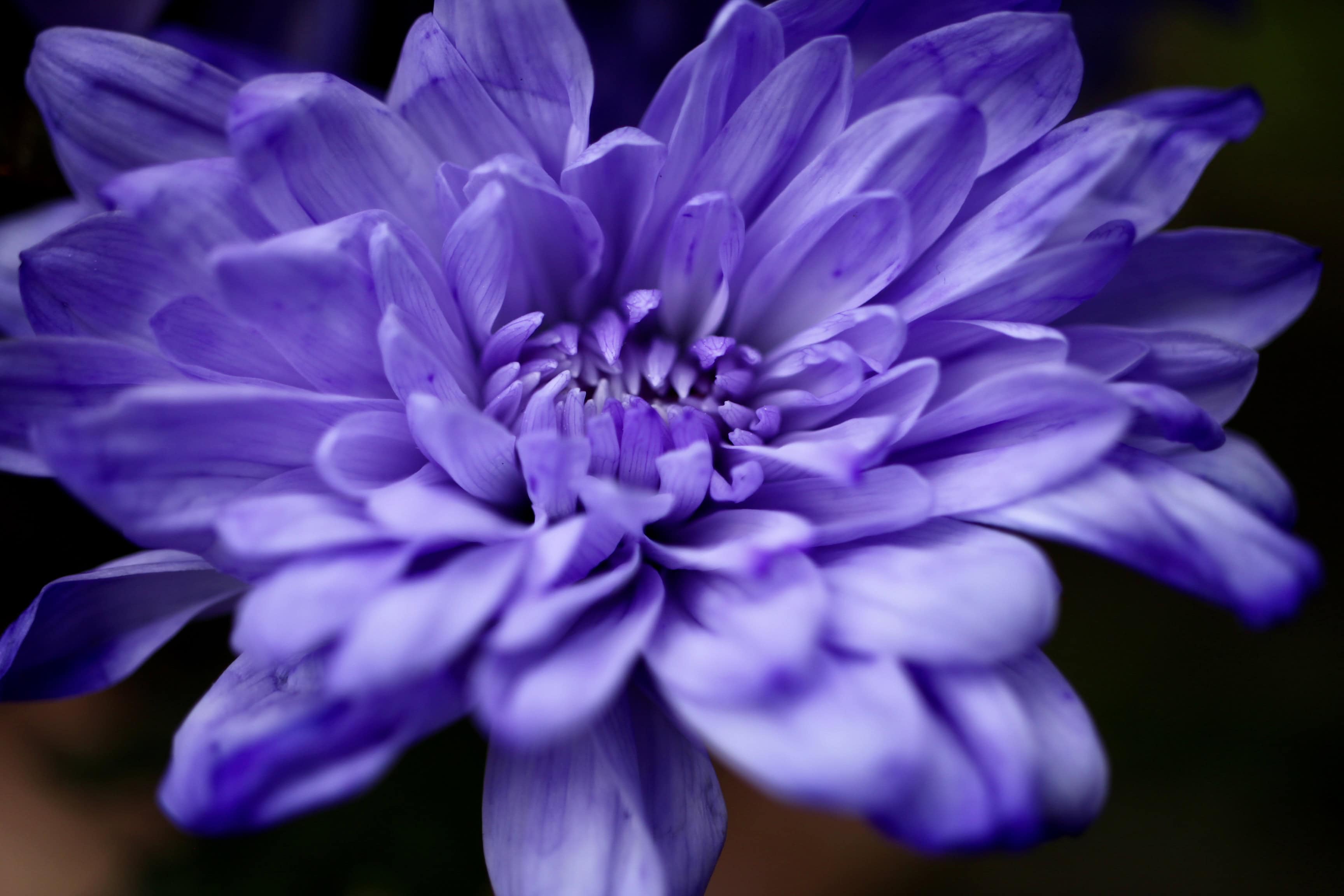 Blue chrysanth