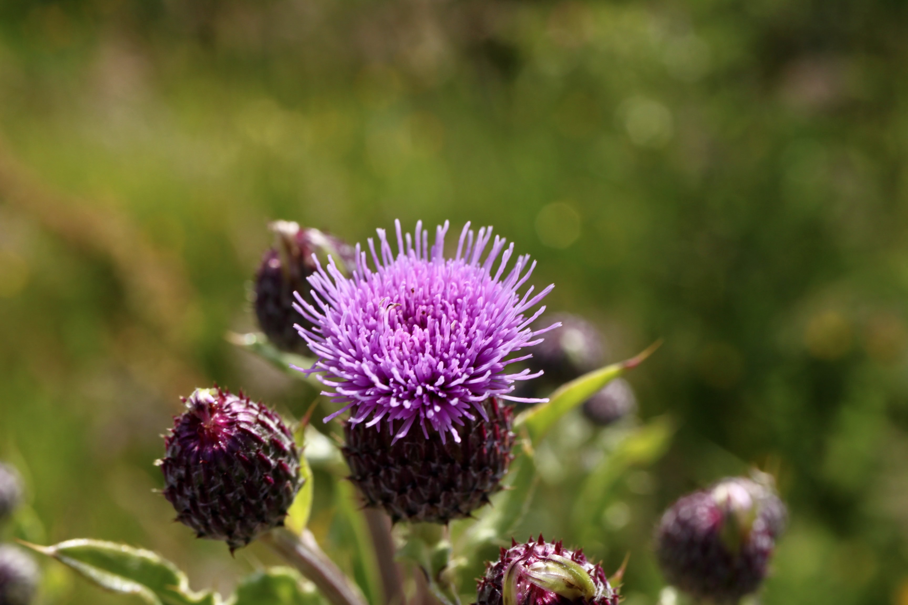 Thistle