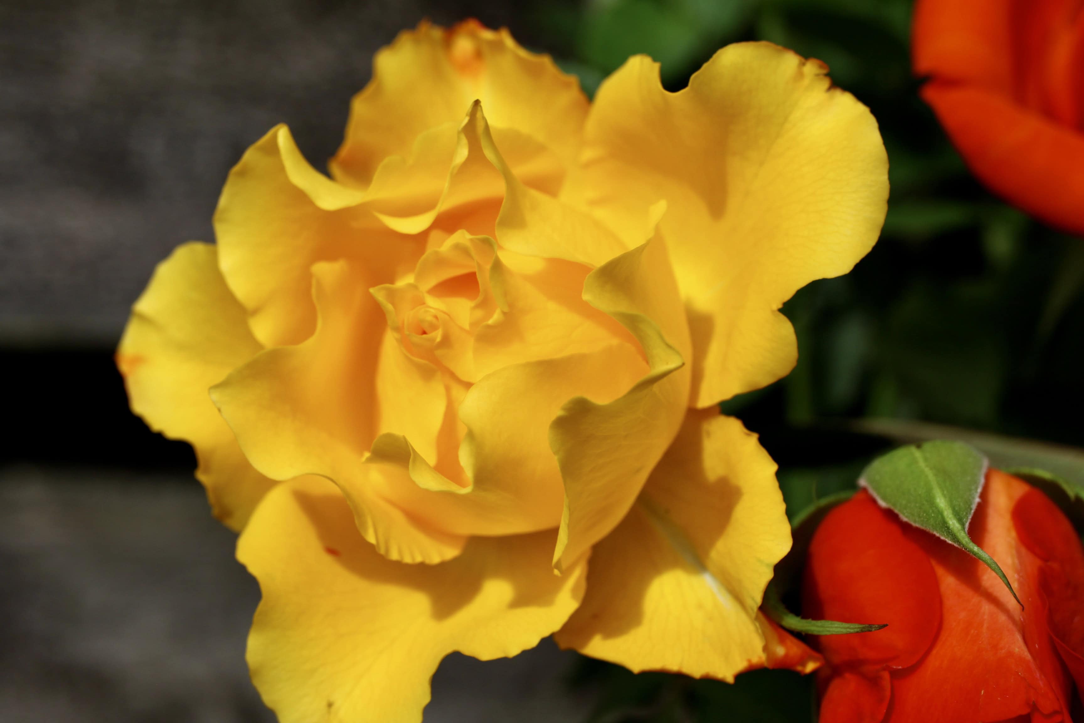 Yellow rose