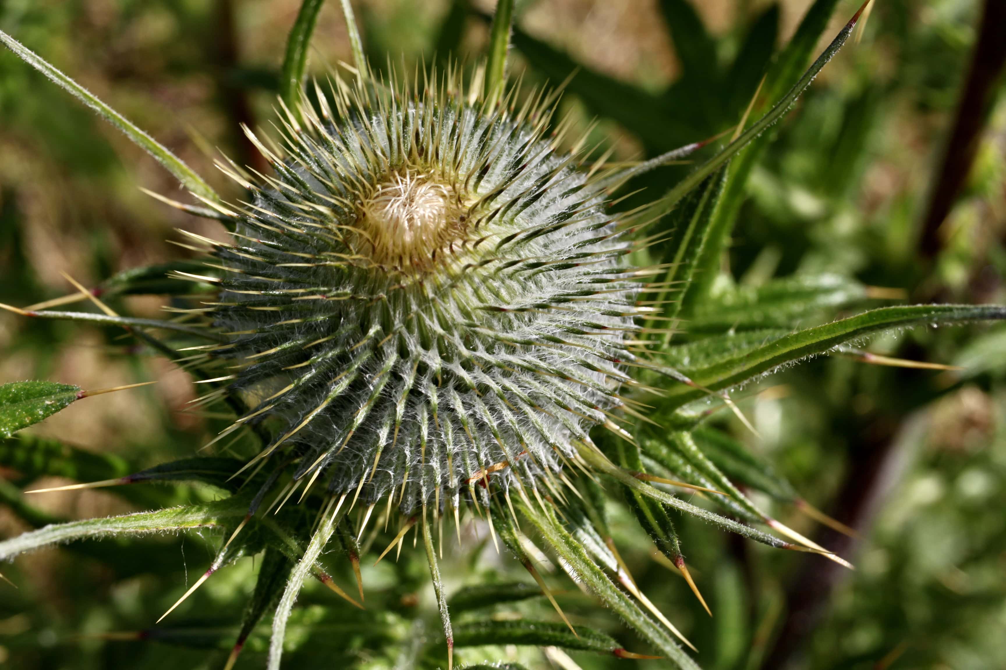 Thistle