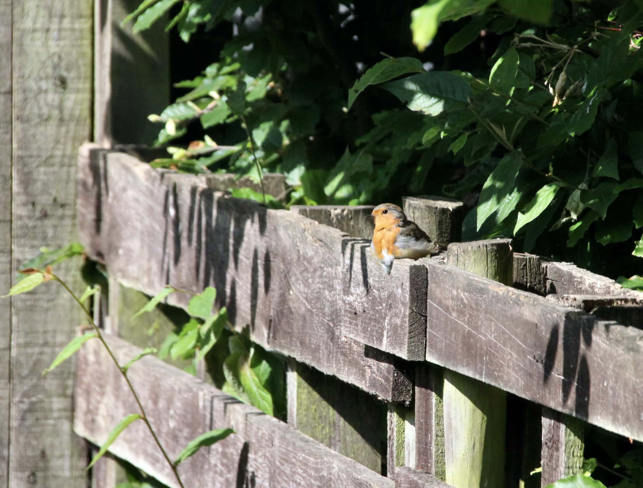 Robin