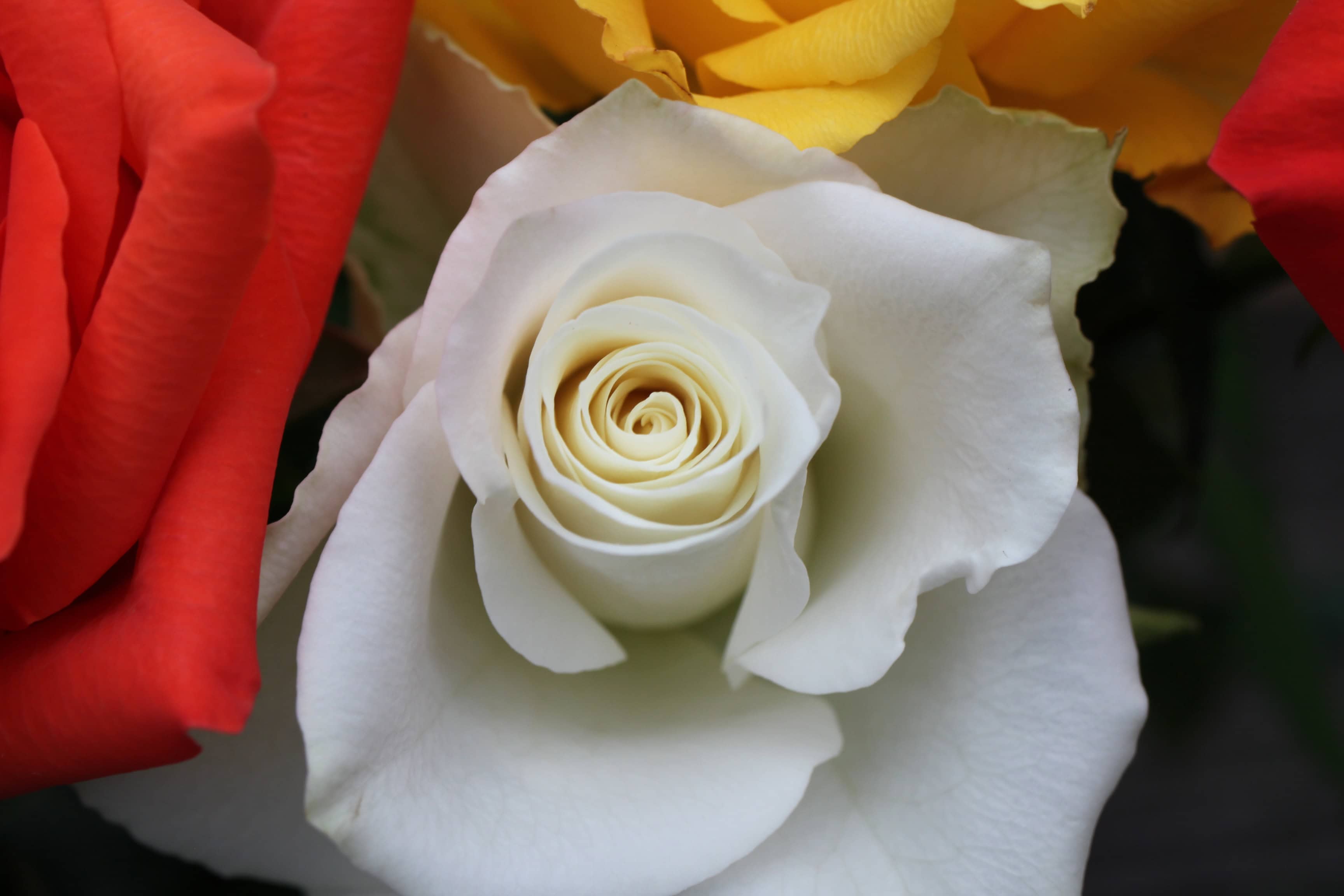 White rose