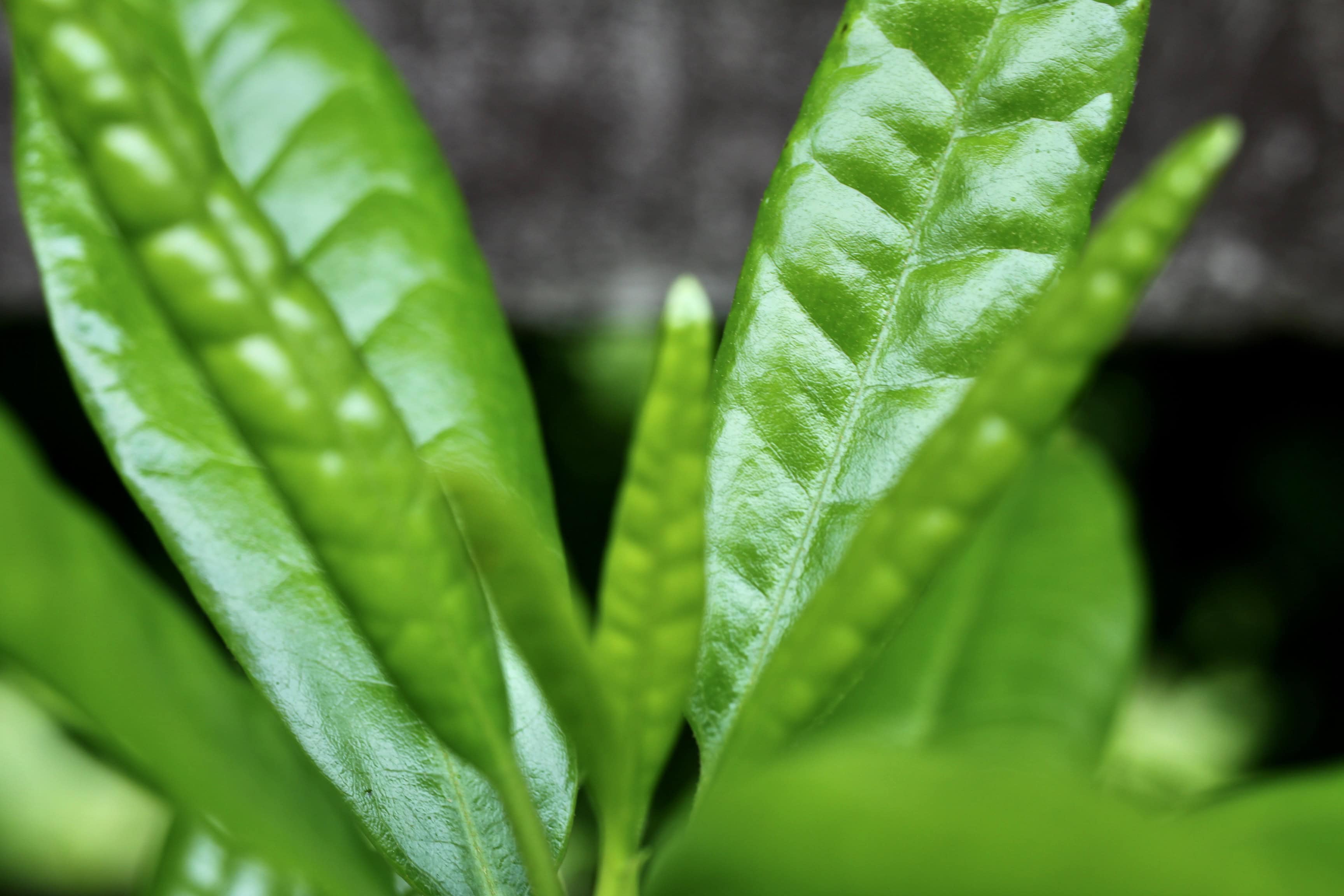 Rhodey leafs