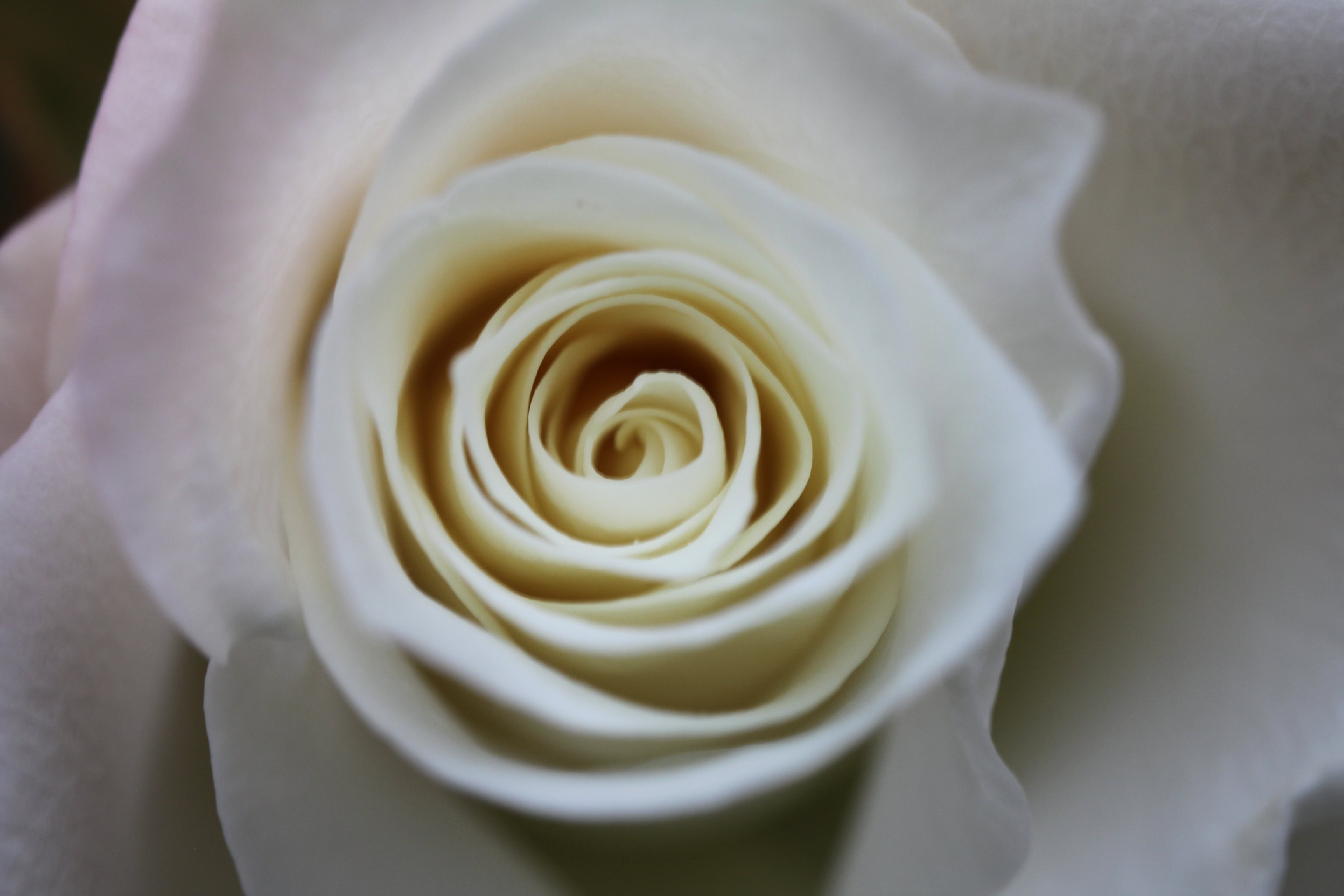 Inner rose