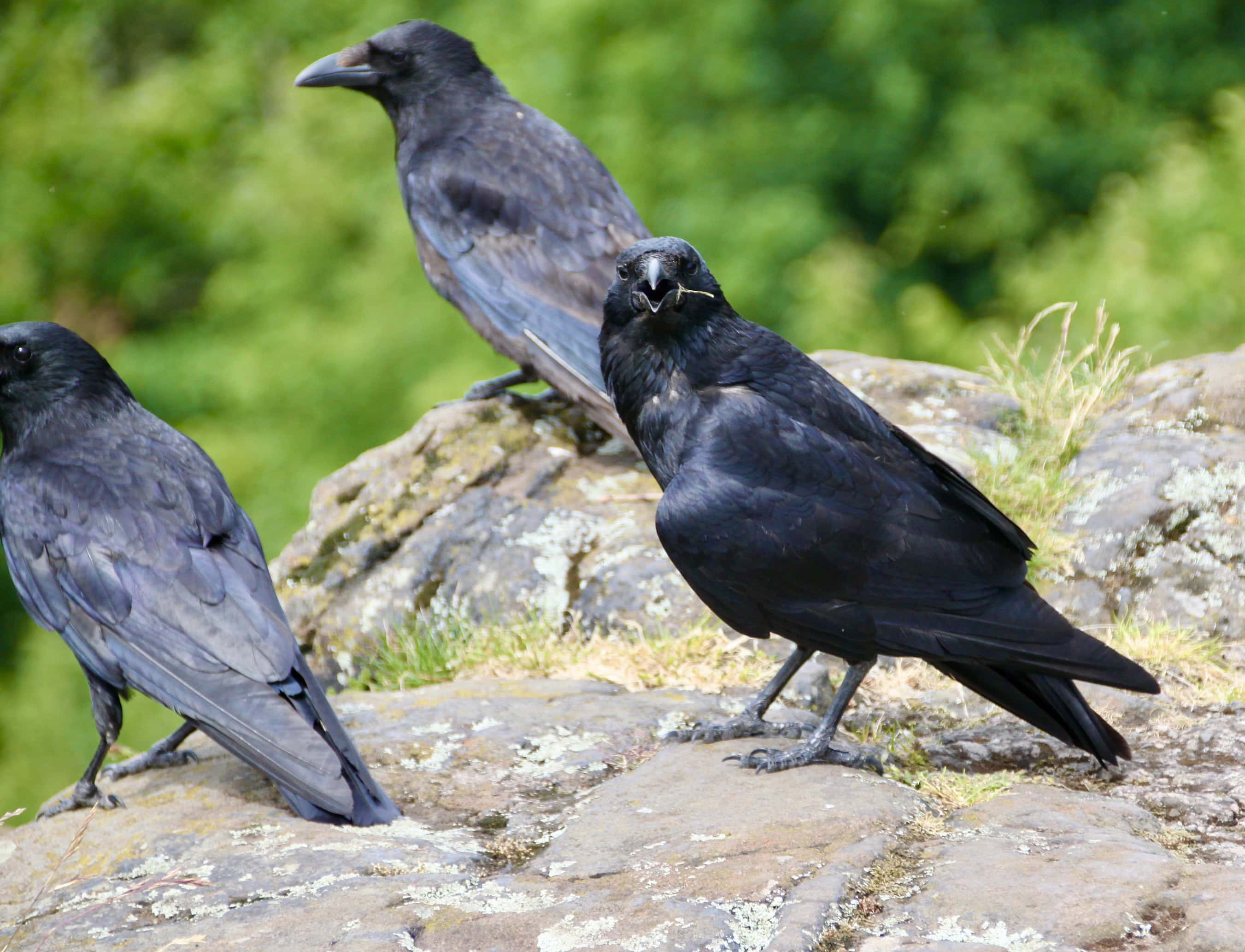 Plotting — Corvid-2020 Weekly Challenge #12