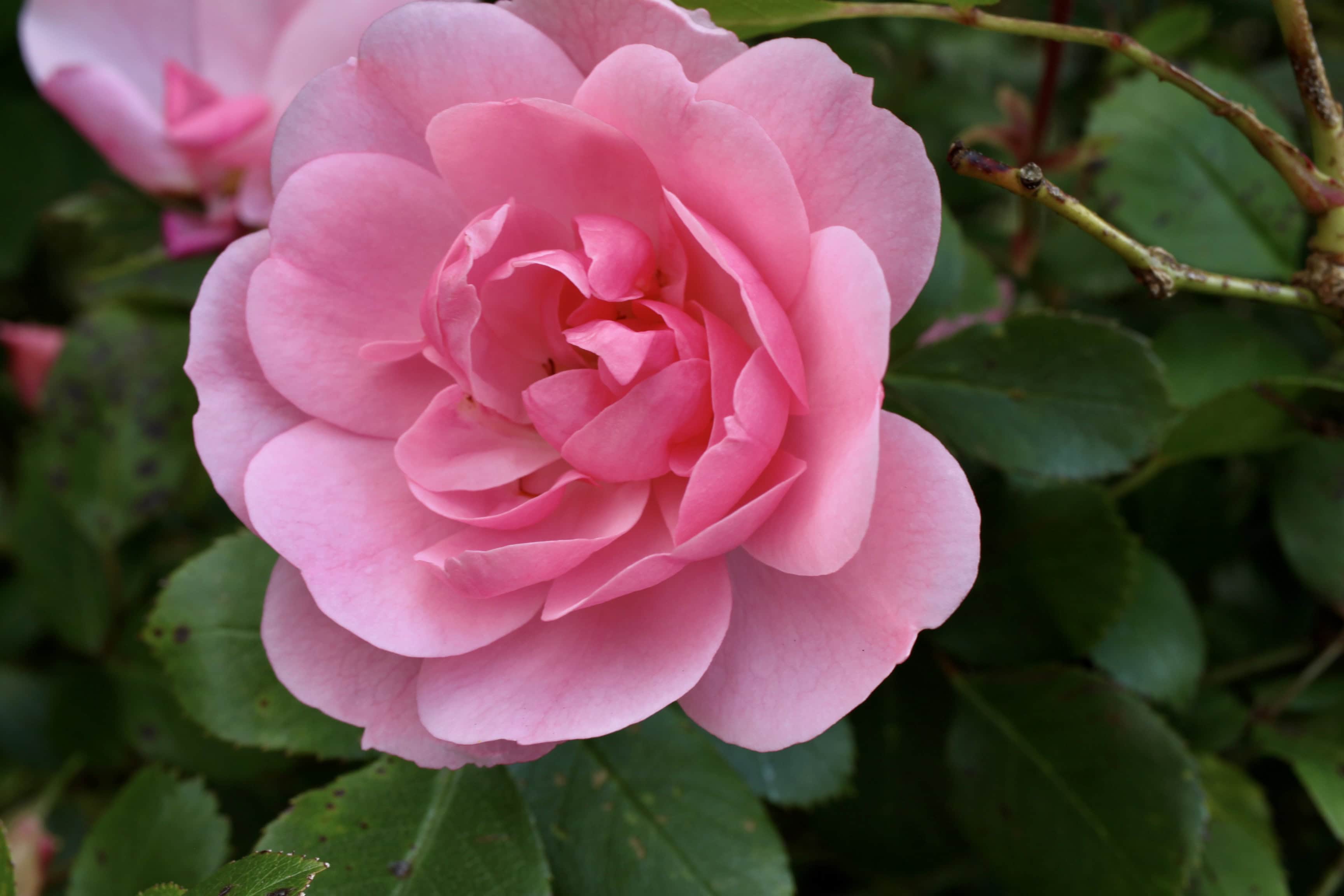 Wild pink rose