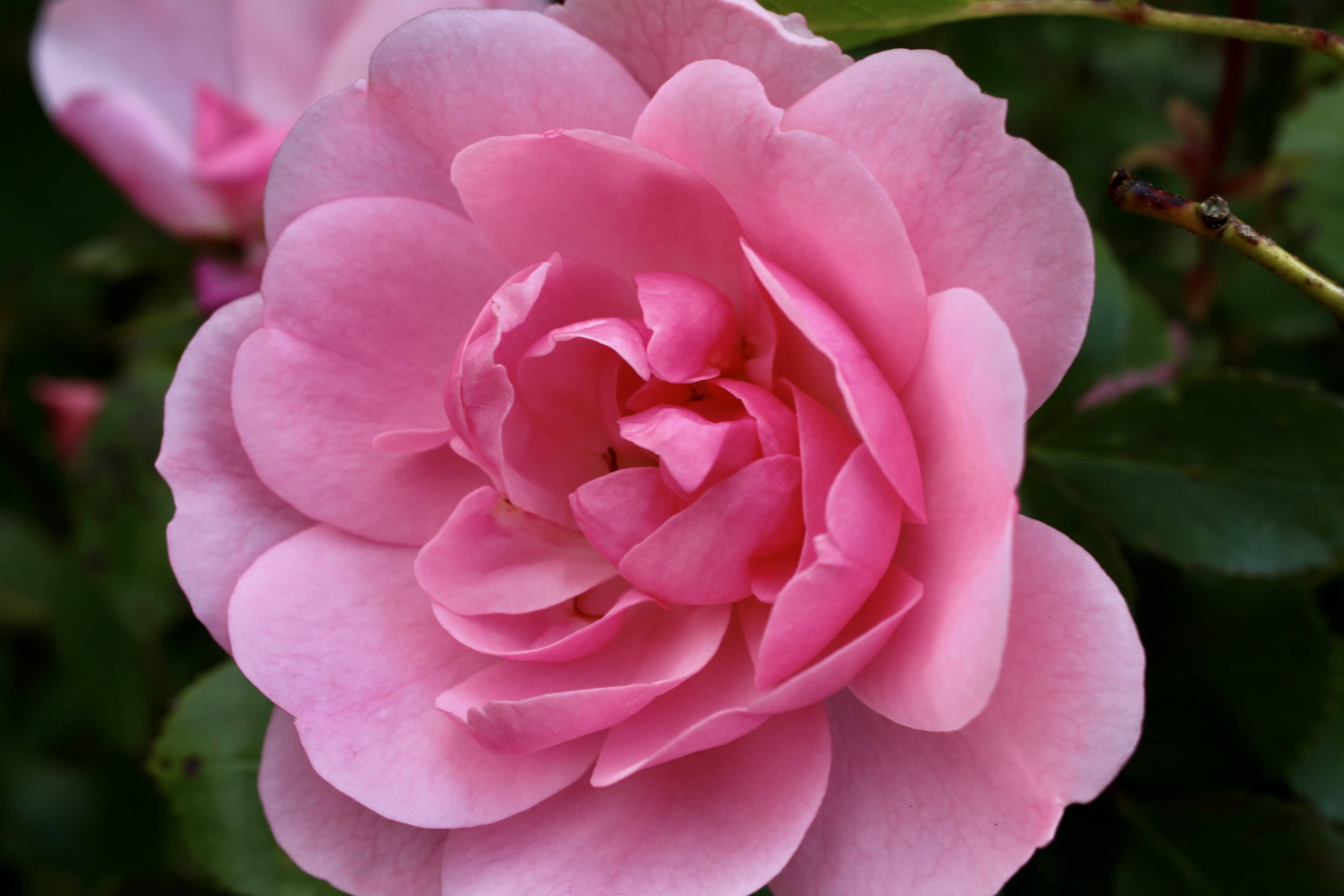 Wild Pink Rose — Floral Friday #22