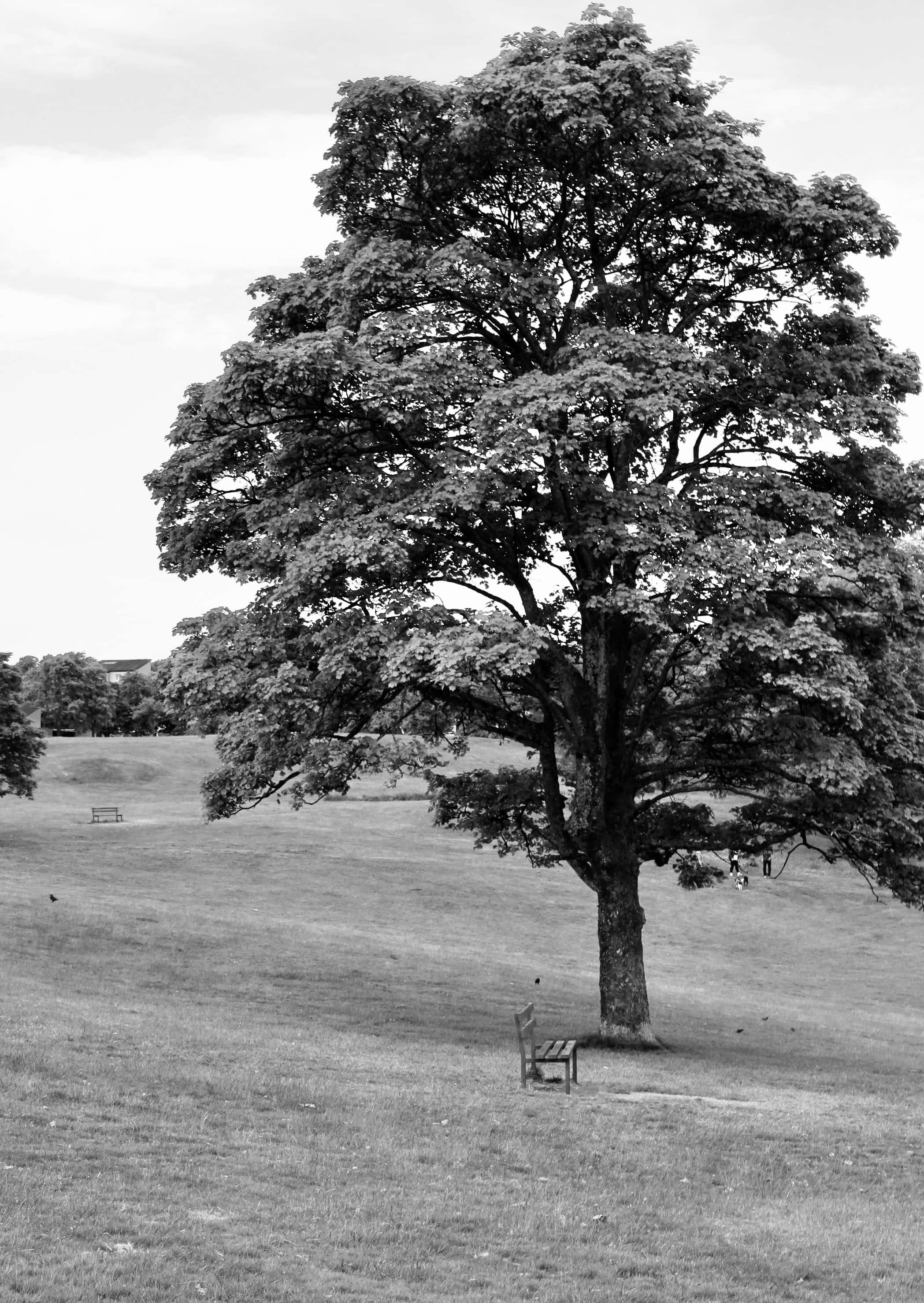 Benches in a Park