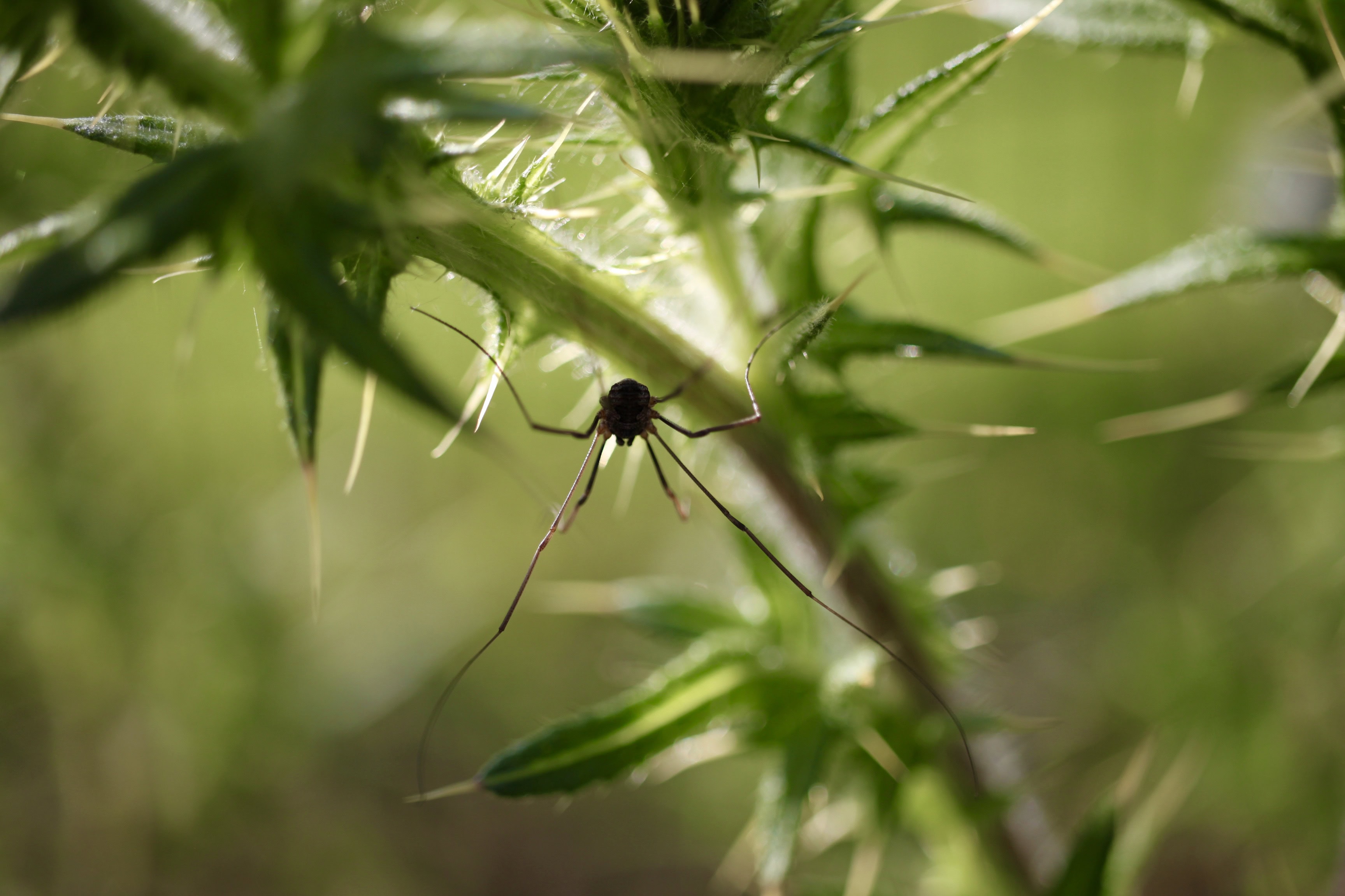 Long legged spider on a thistle