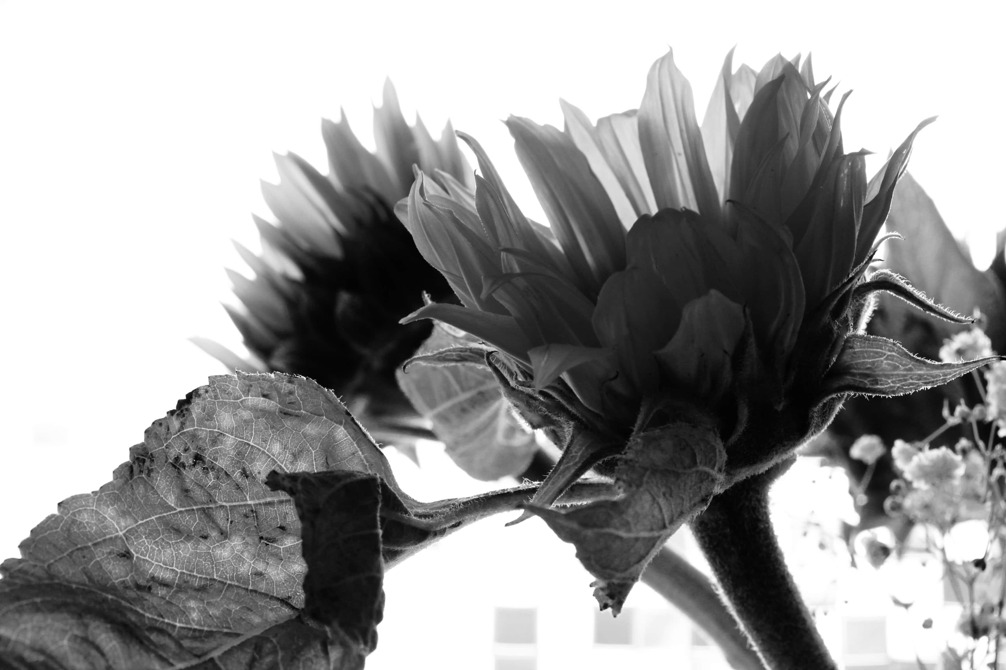 Back lit sunflower