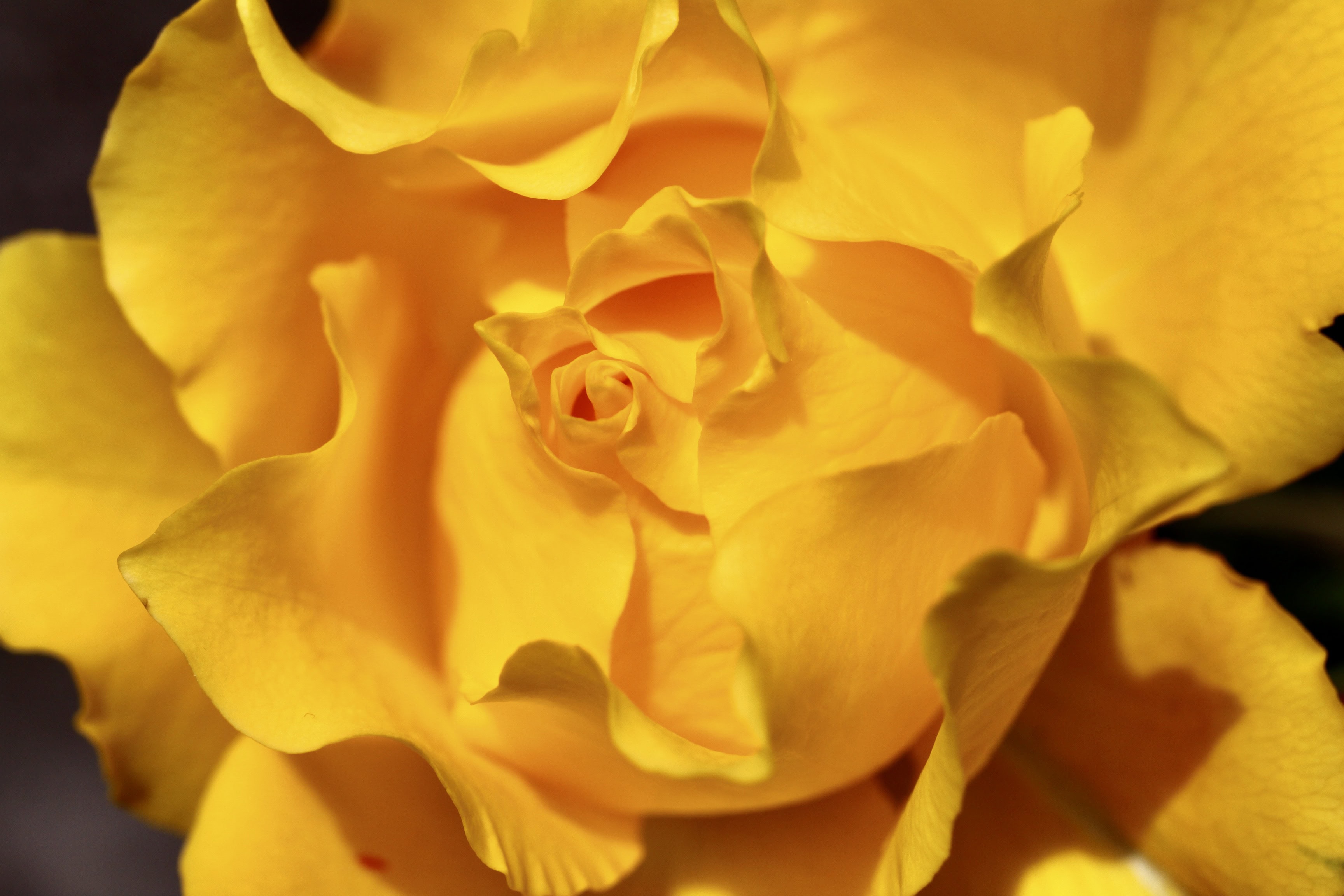 Bright Yellow Rose — FOTD Jun 14