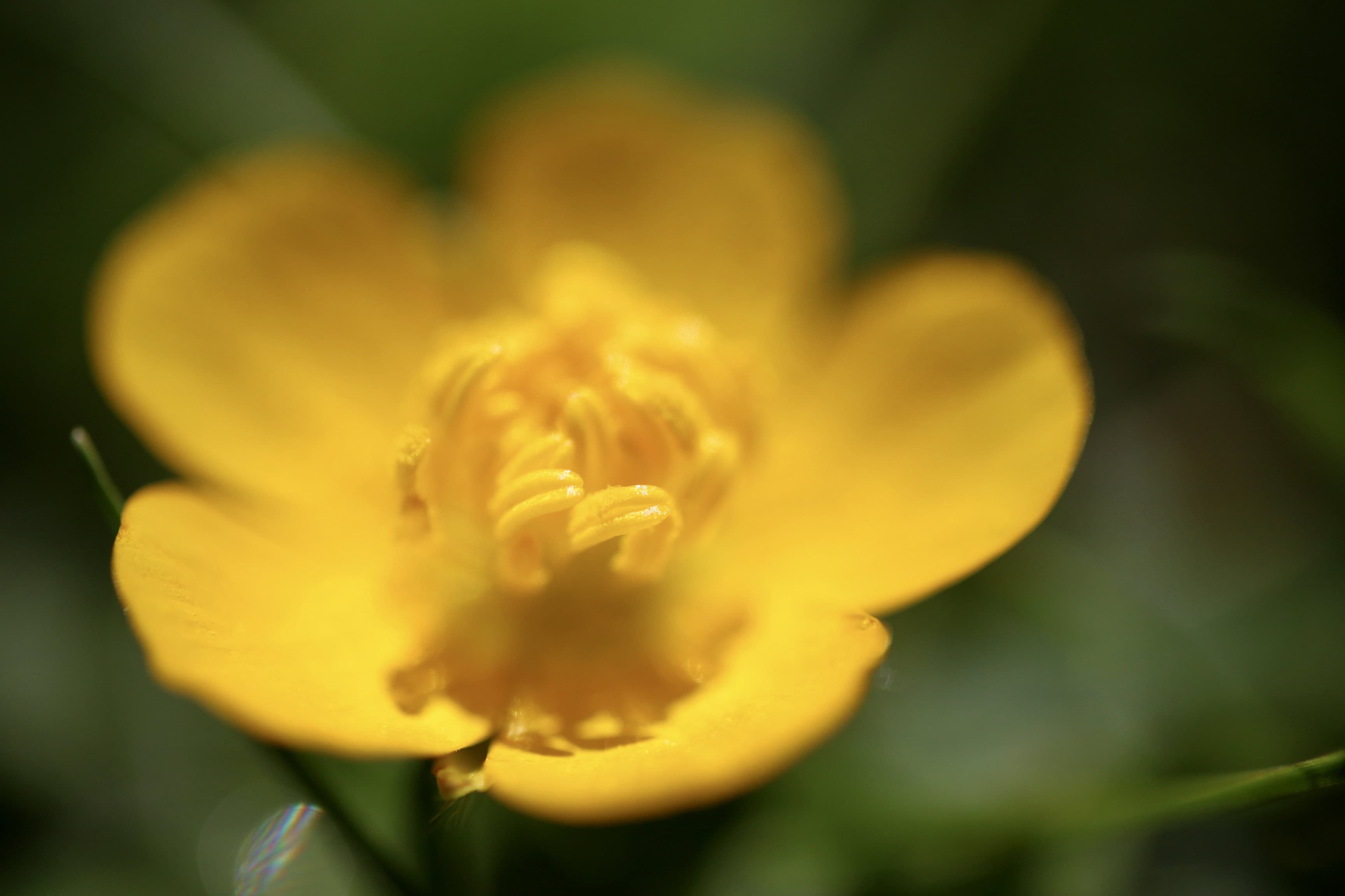 Buttercup