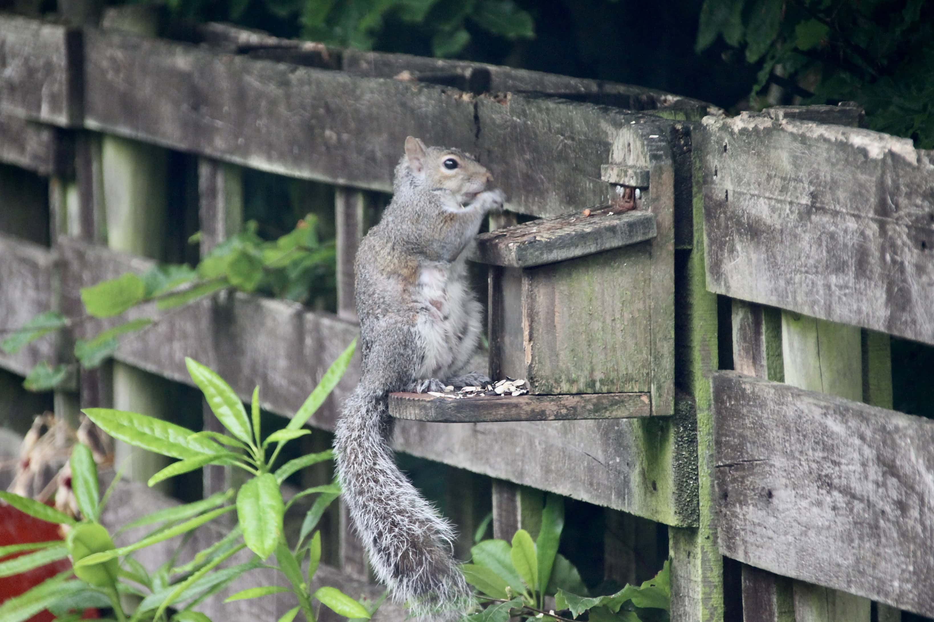 "What is that doos problem, I've kittens to feed!"