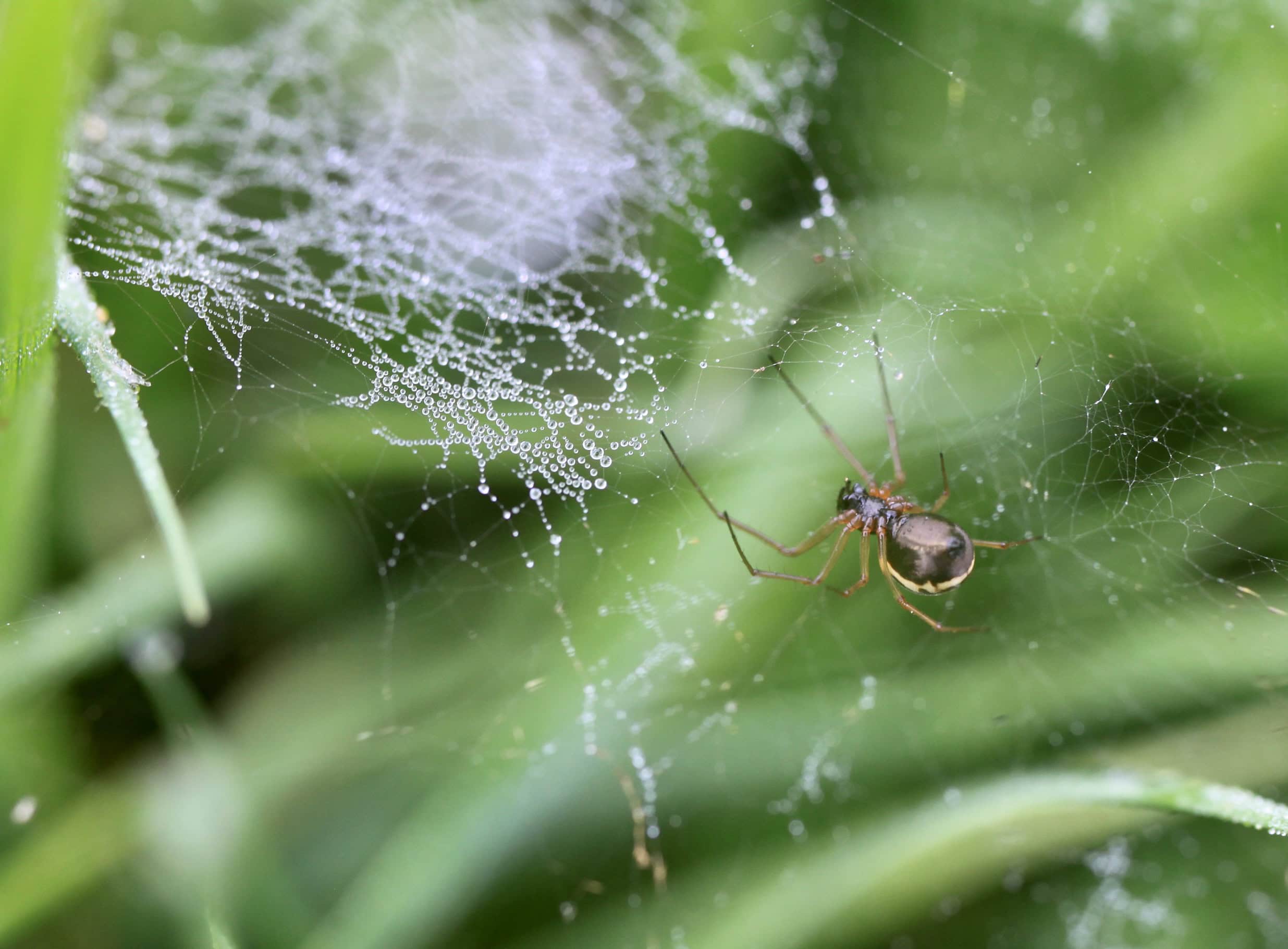 Spider on a Dewy Web