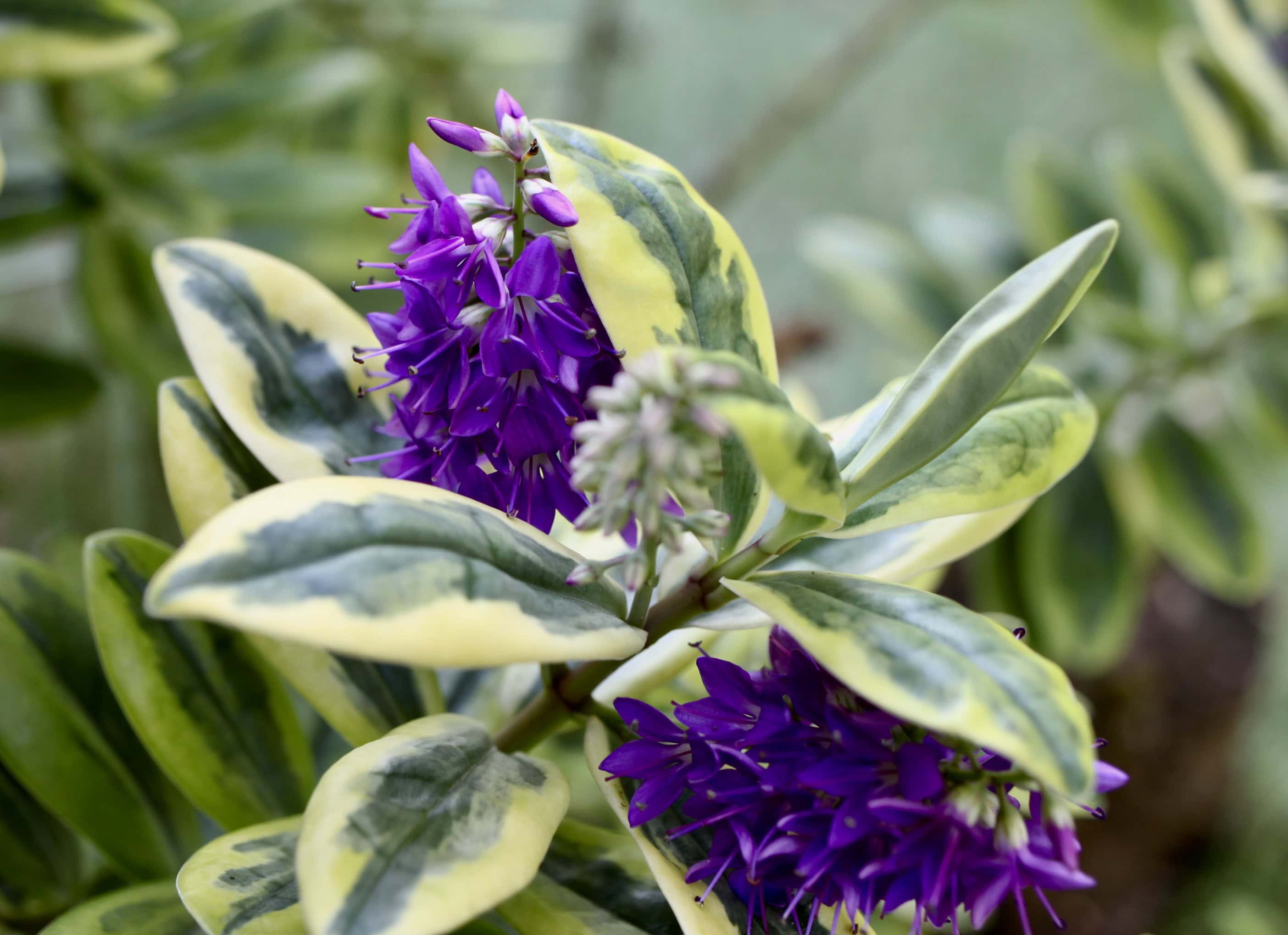 Purple hebe